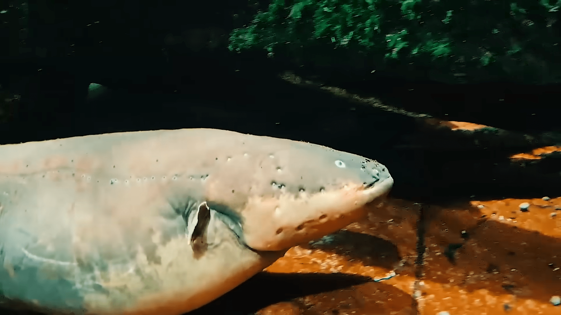 1920x1080 Watch An 860 Volt Electric Eel Fire Through Water