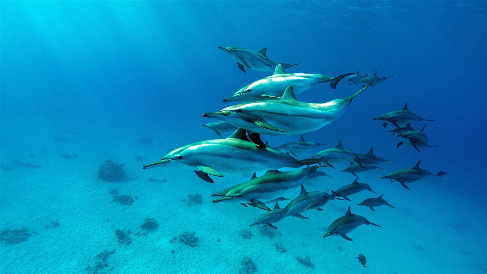 1920x1080 Spinner Dolphin Pod Red Sea Marsa Alam Egypt Bing 4K