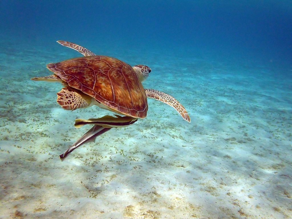 1024x768 Reasons to Visit Marsa Alam, the Hot, New Egypt Beach Destination