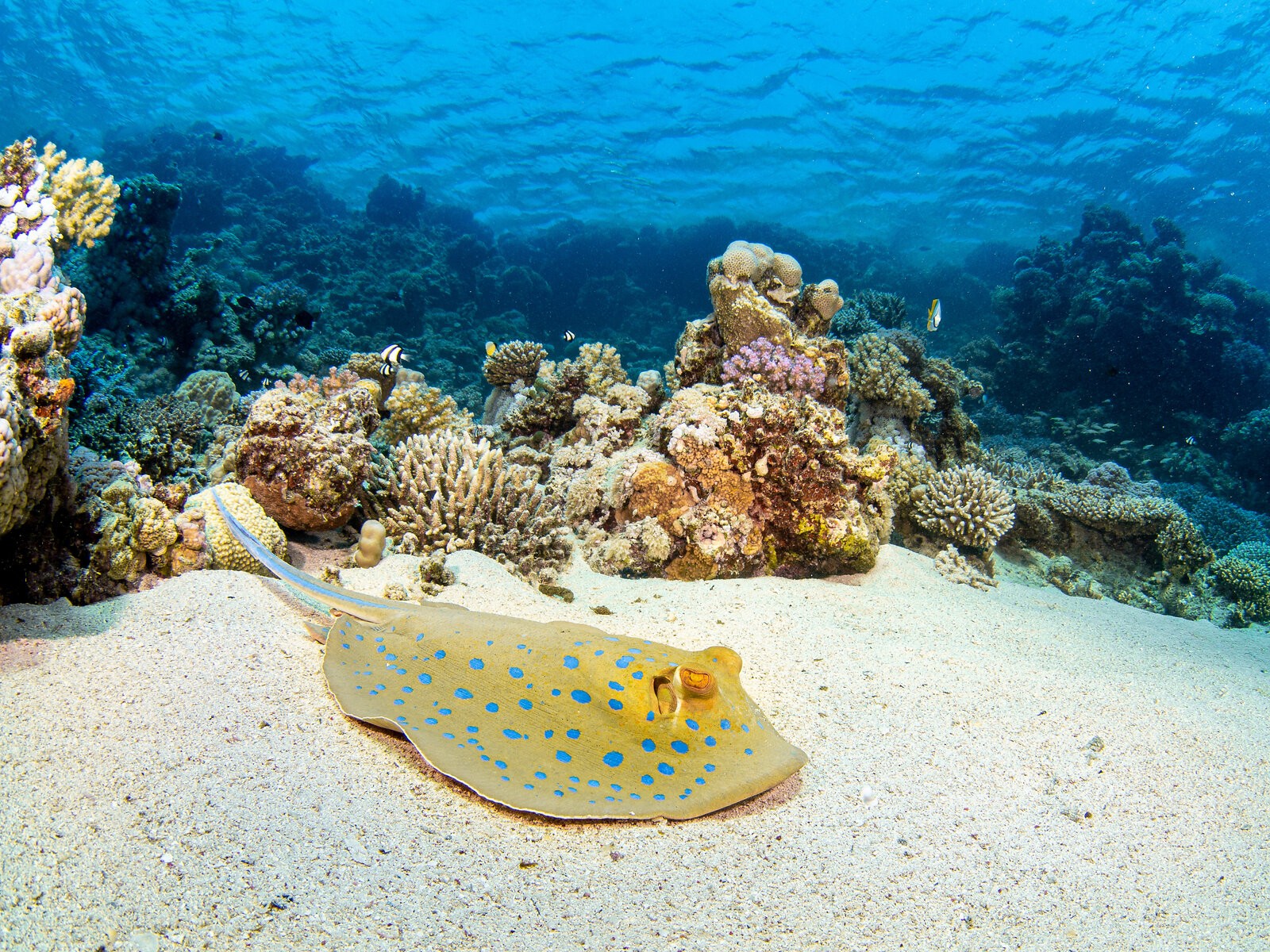 1600x1200 Underwater life of the Red Sea, Marsa Alam, Egypt