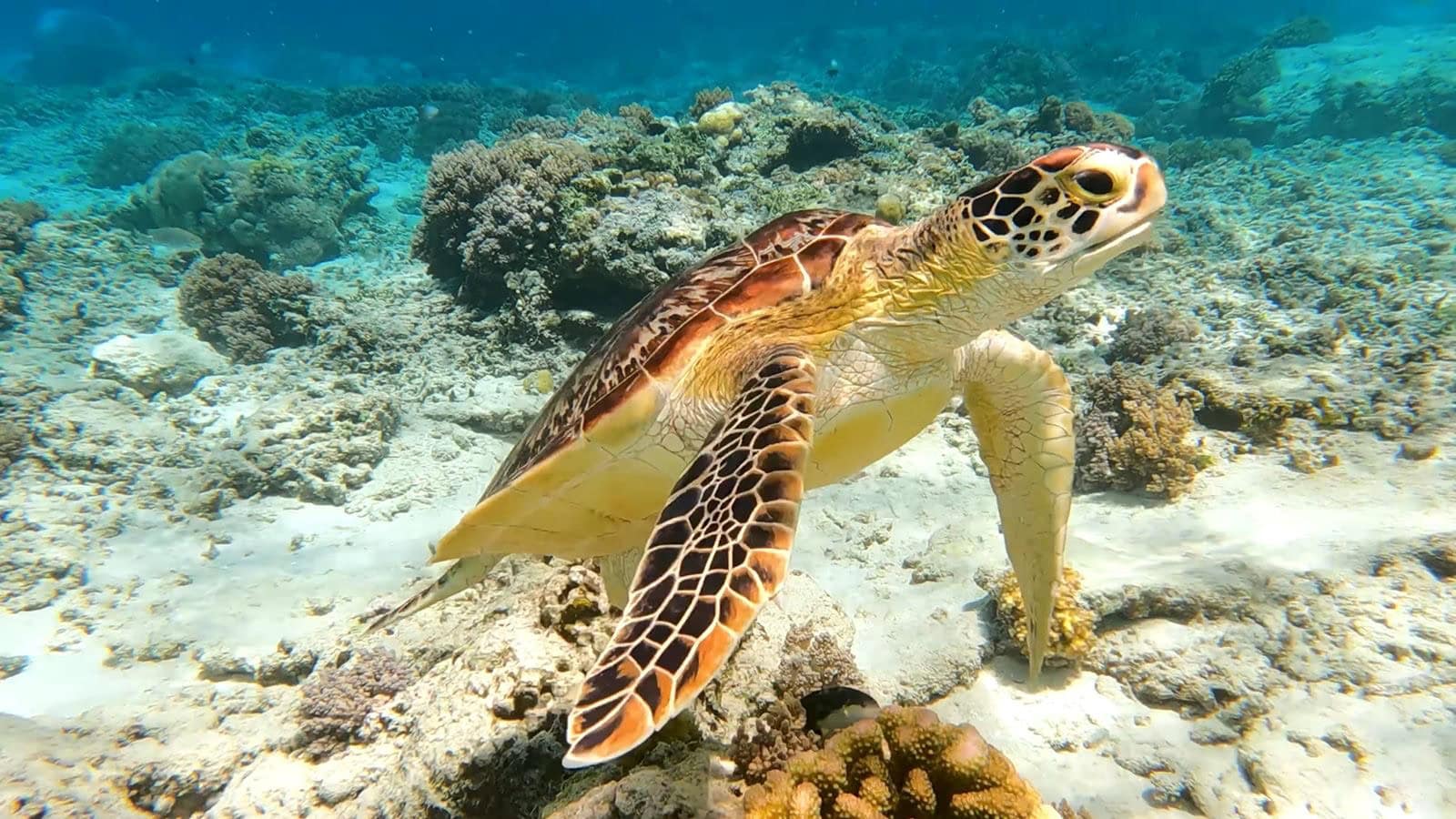 1600x900 Marsa Alam, Egypt: 13 Things to See & Best Beaches