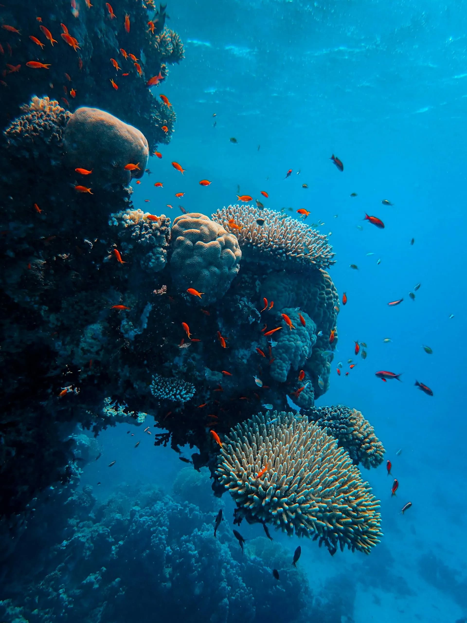 1920x2560 Marsa Assalaya Alam Dive Site from EUR 70. Dive Marsa Alam