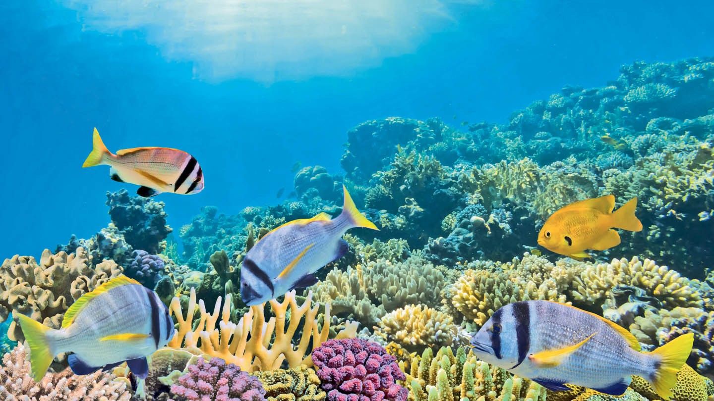 1440x810 Holidays in Marsa Alam