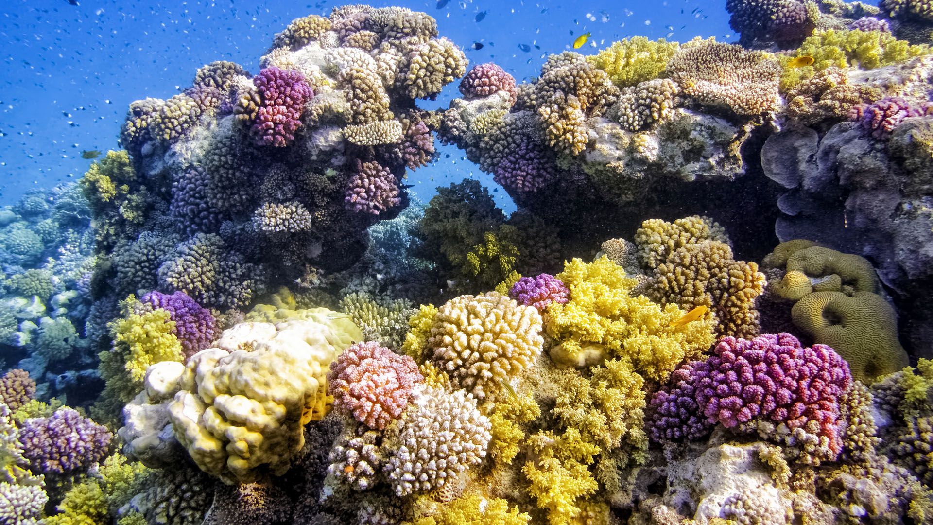 1920x1080 Coral reef on Red Sea, Marsa Alam, Egypt. Windows Spotlight Image