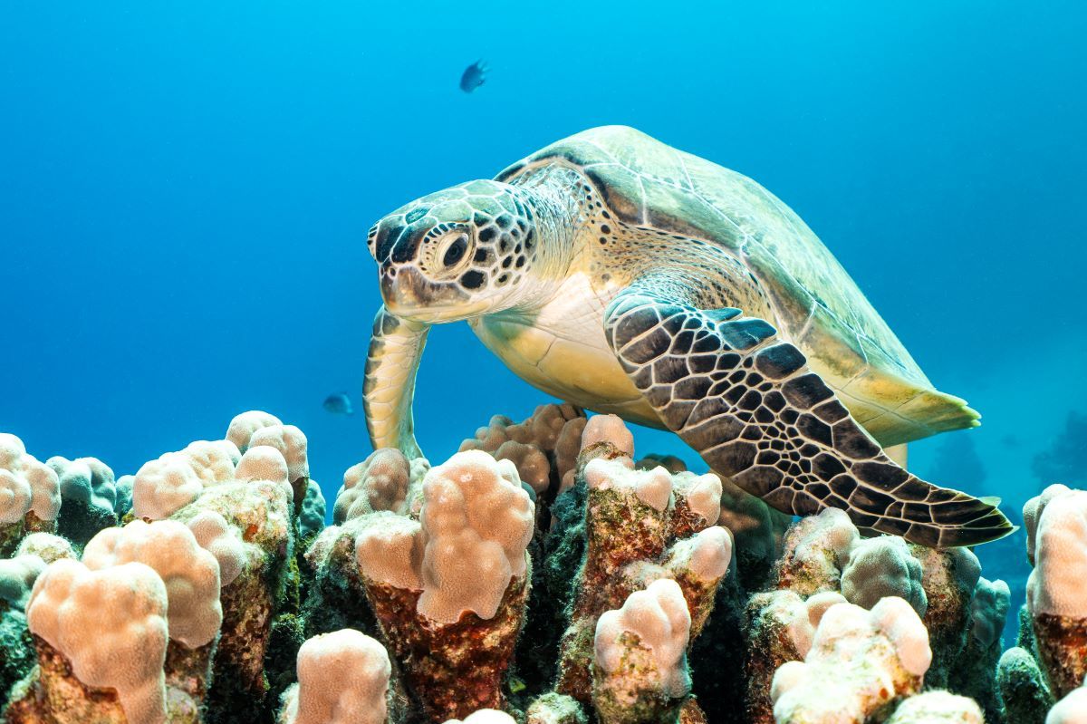1200x799 Marsa Alam: Egypt's Wild Red Sea Frontier