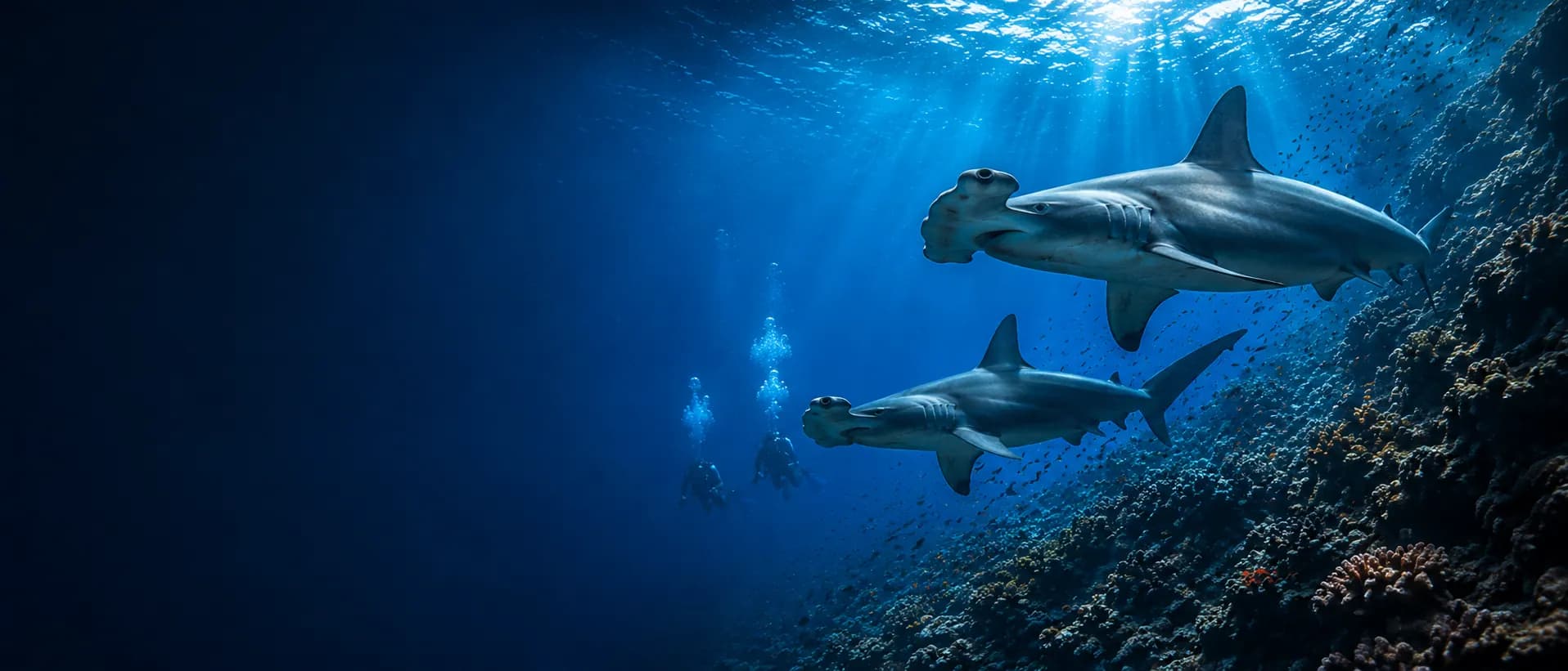 1916x821 Snorkeling Marsa Alam. Turtles, Dolphins & Reef Trips. Dive Marsa Alam
