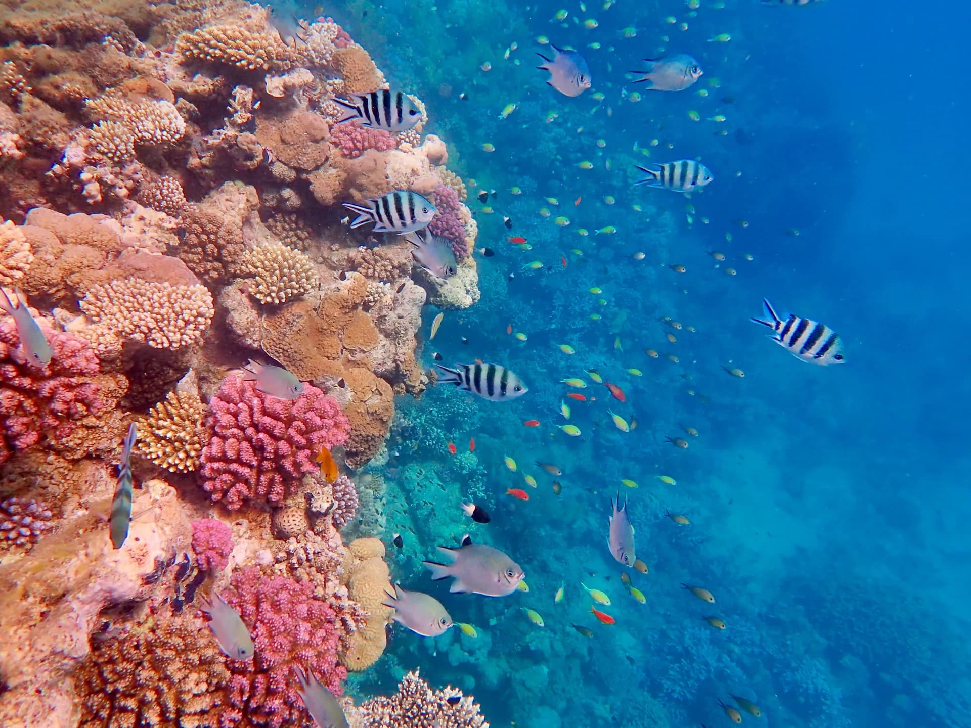 1920x1440 Marsa Gebel El Rosas Alam Dive Site from EUR 80. Dive Marsa Alam