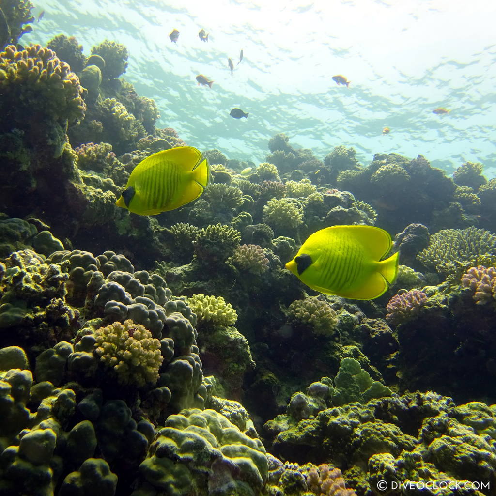 1024x1024 image of SCUBA Diving around El Quseir, Marsa Alam, South of Egypt O'Clock!