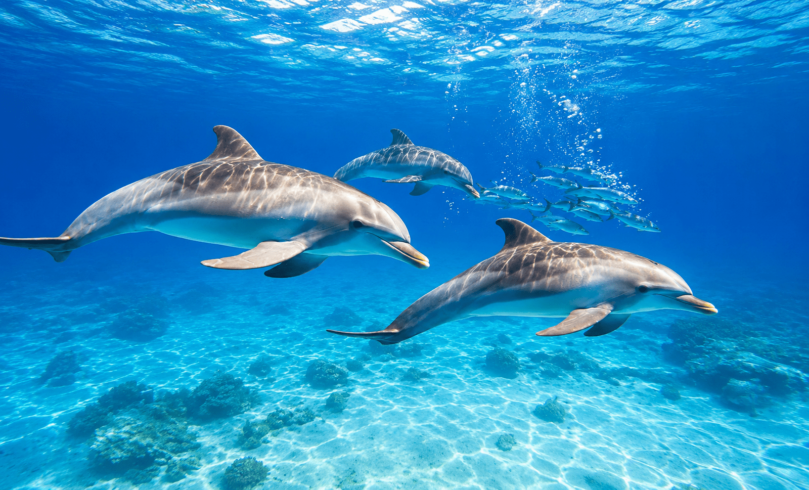 1600x969 Marsa Alam Guide