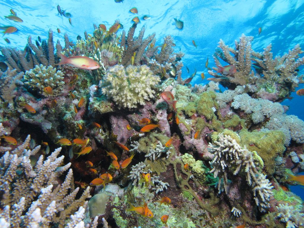 1024x768 Reef scene at Shaab Marsa Alam, Red Sea, Egypt #SCUBA