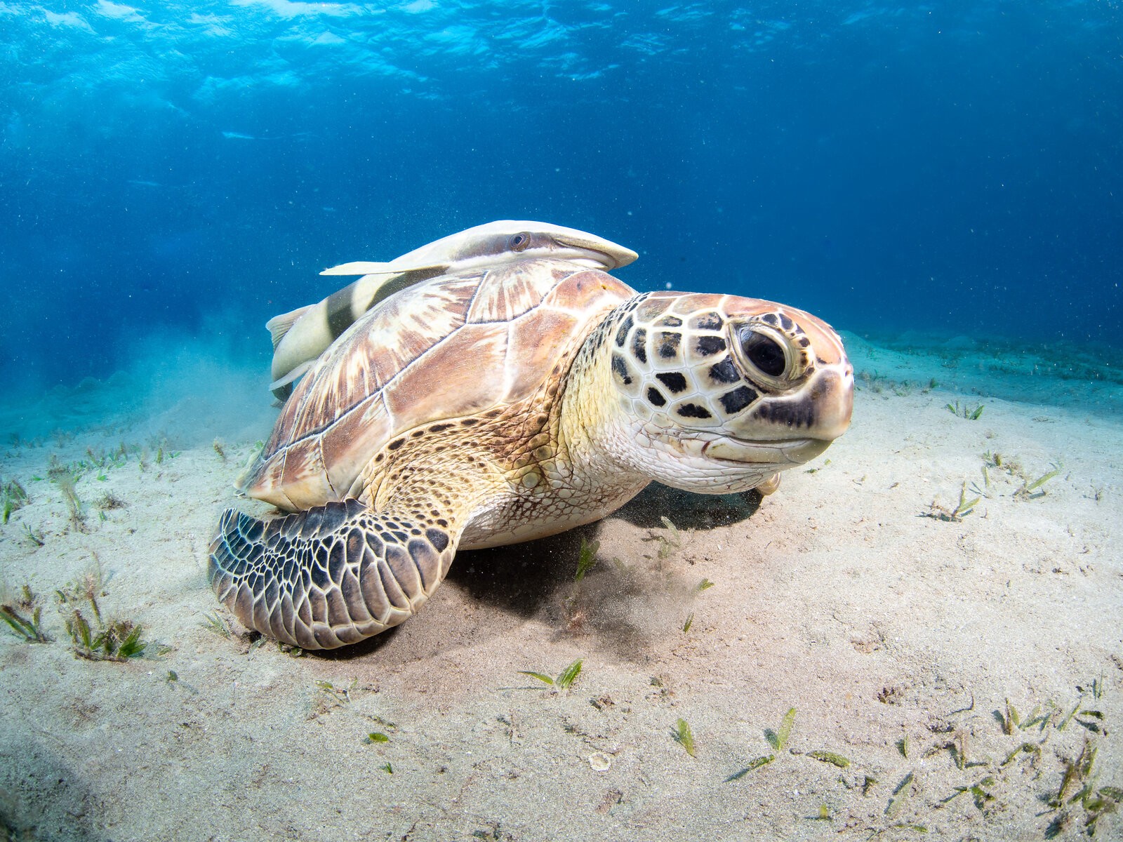 1600x1200 Underwater life of the Red Sea, Marsa Alam, Egypt