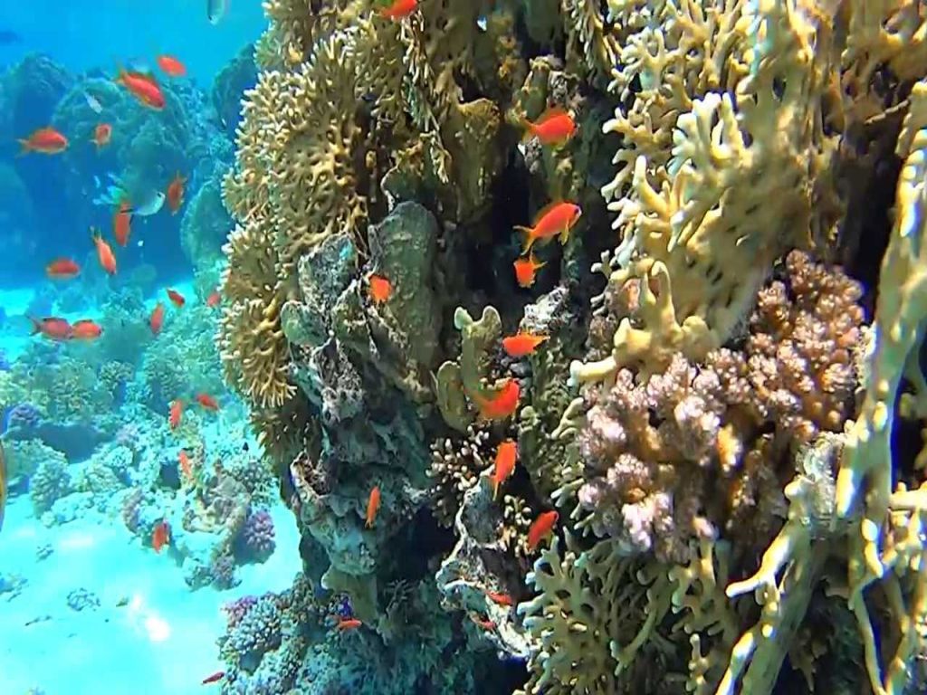 1024x768 Boat Trip to Sataya Reef from Marsa Alam