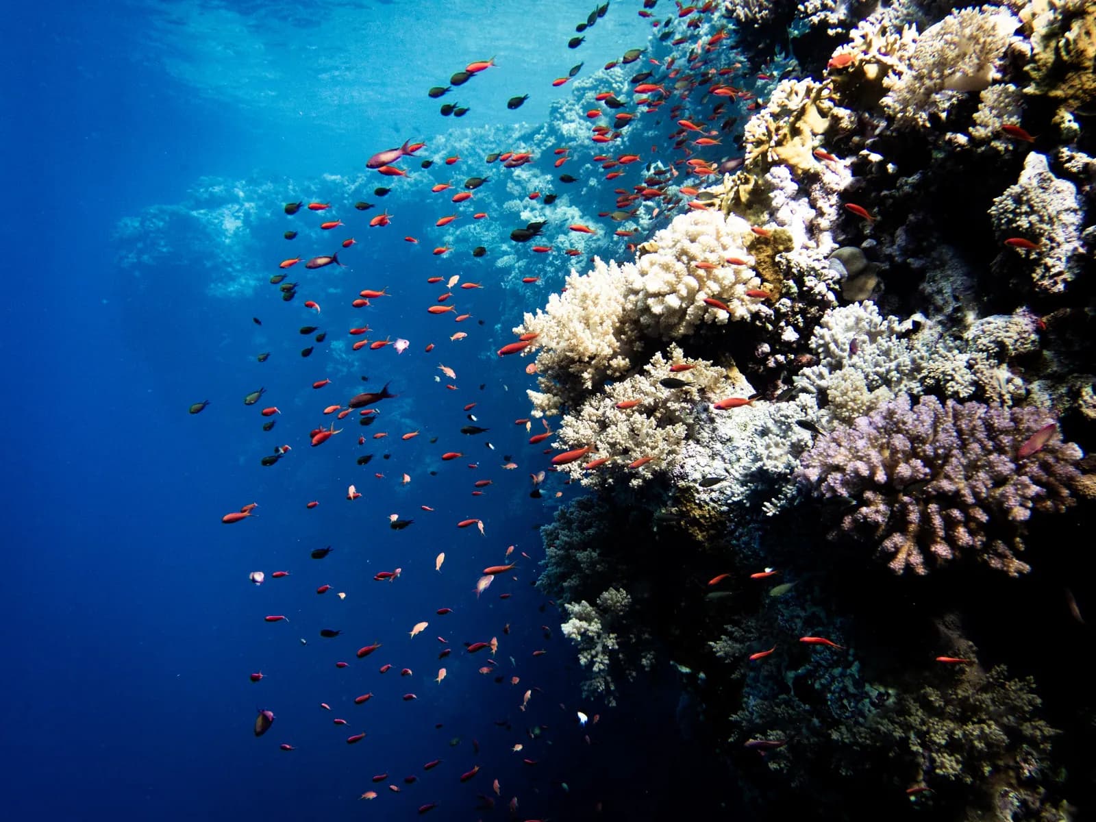 1600x1200 Coral Reefs of Marsa Alam Reef Dives, Marine Life & Sites. Dive Marsa Alam