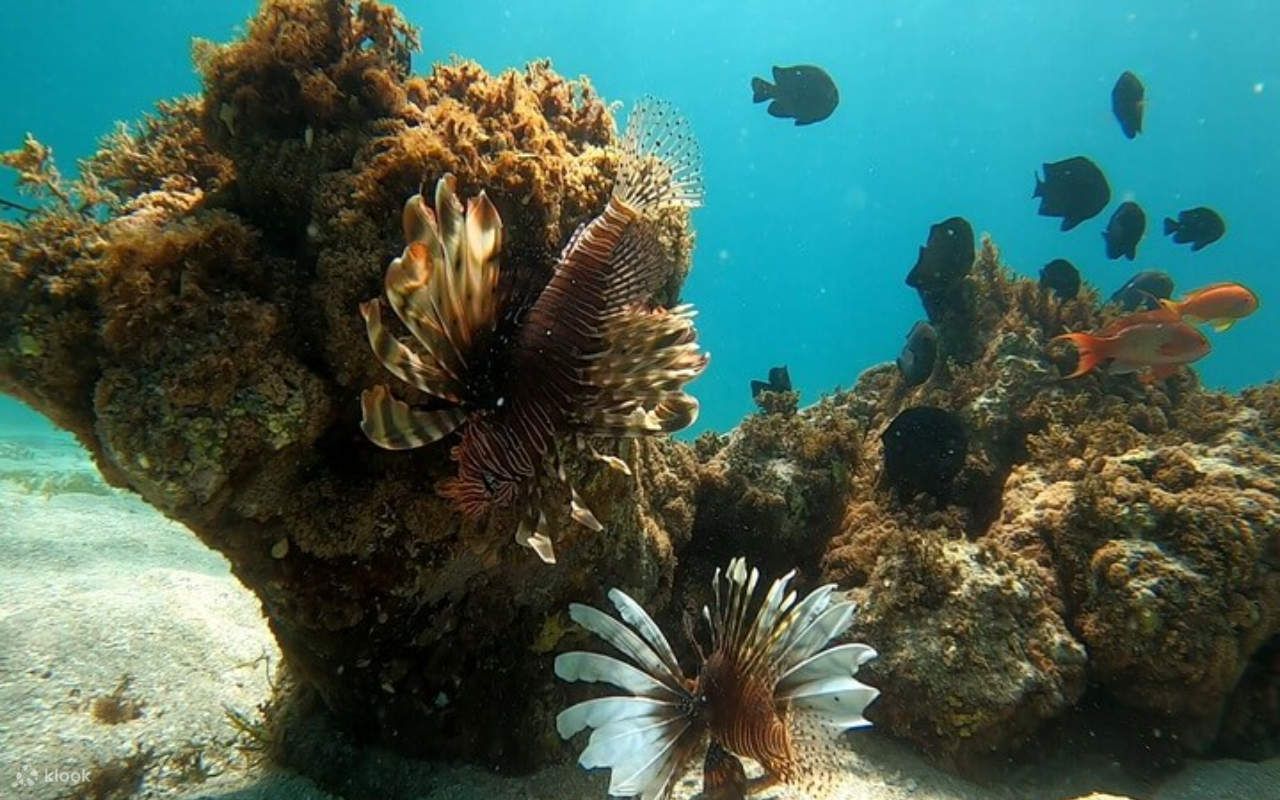1280x800 Marsa Alam Marsa Mubarak Daily Trip With One Full Dive
