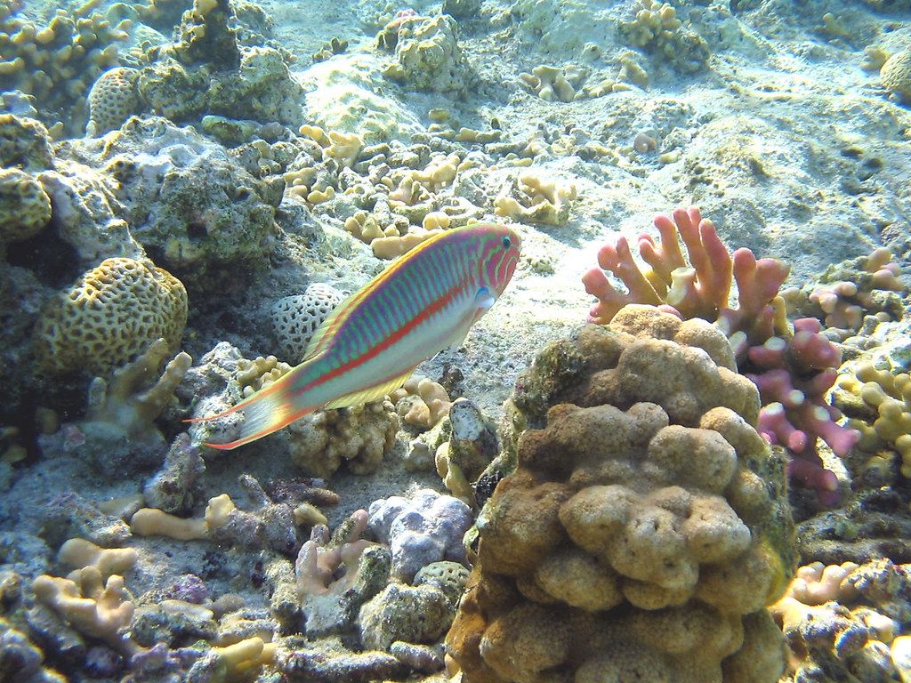 1024x768 Marsa Alam Reef 1