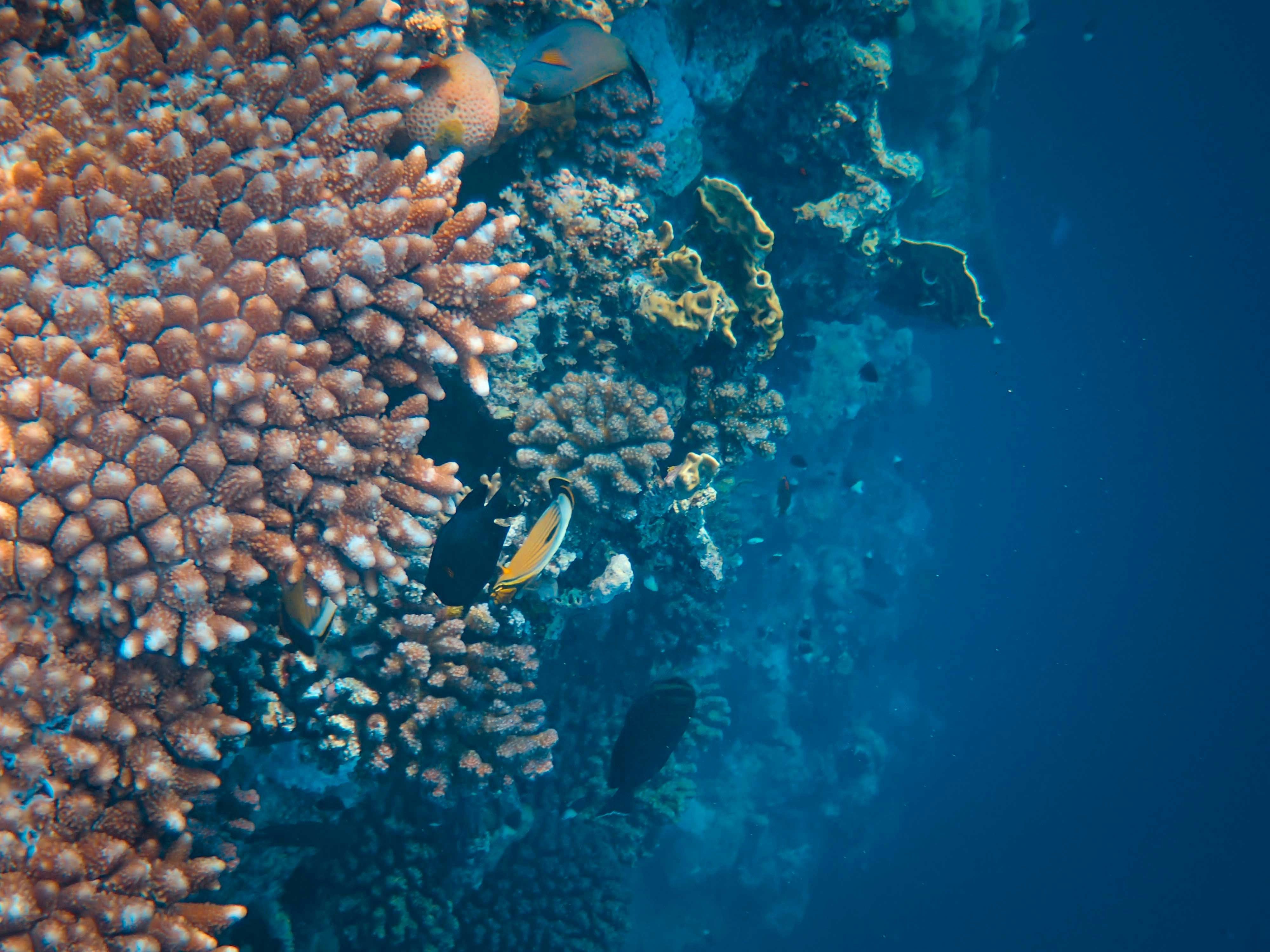 4000x3000 Marsa Alam Excursions & Tours. Dolphin Reef & Diving Adventures