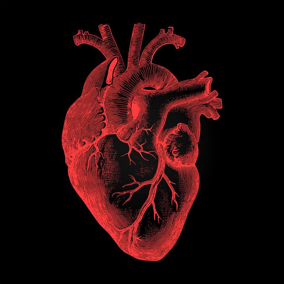 970x970 Heart Biology Wallpaper