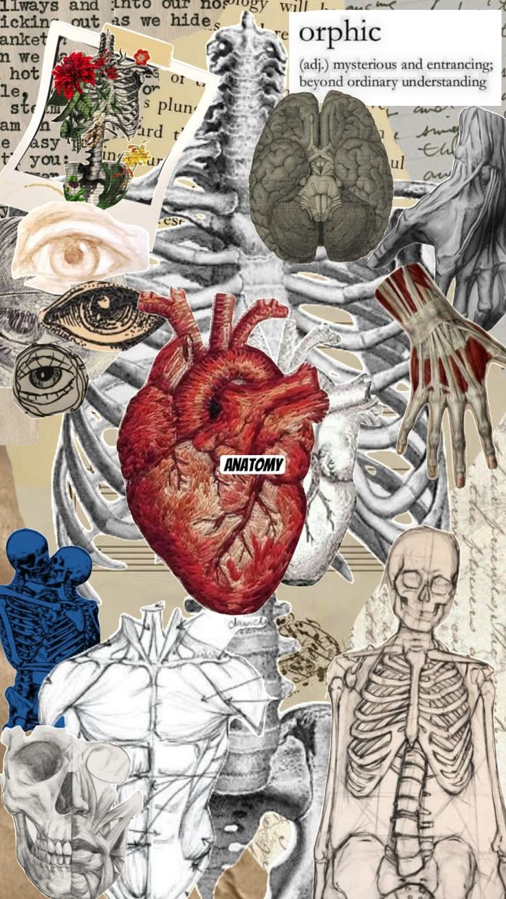 736x1308 Anatomy<3 #anatomy #thebody #mind #soul