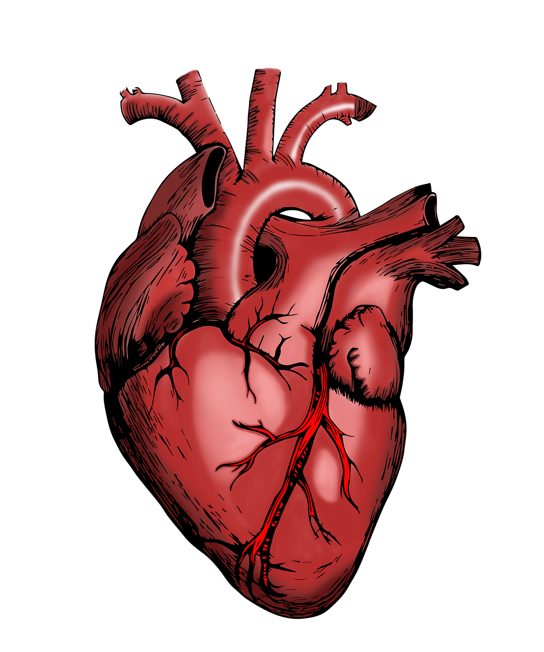 1067x1280 Free Human Heart & Heart Image