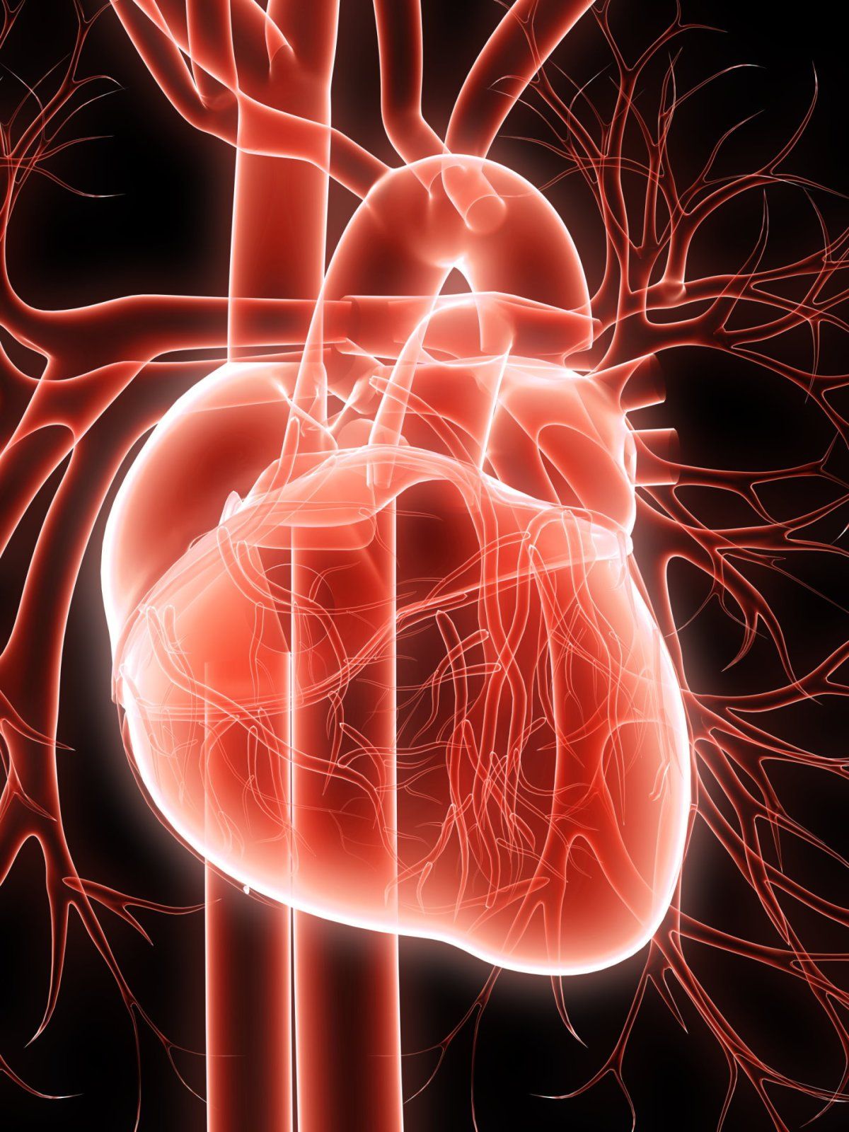 1200x1600 The Heart Has Its Own 'brain' • Healthcare In