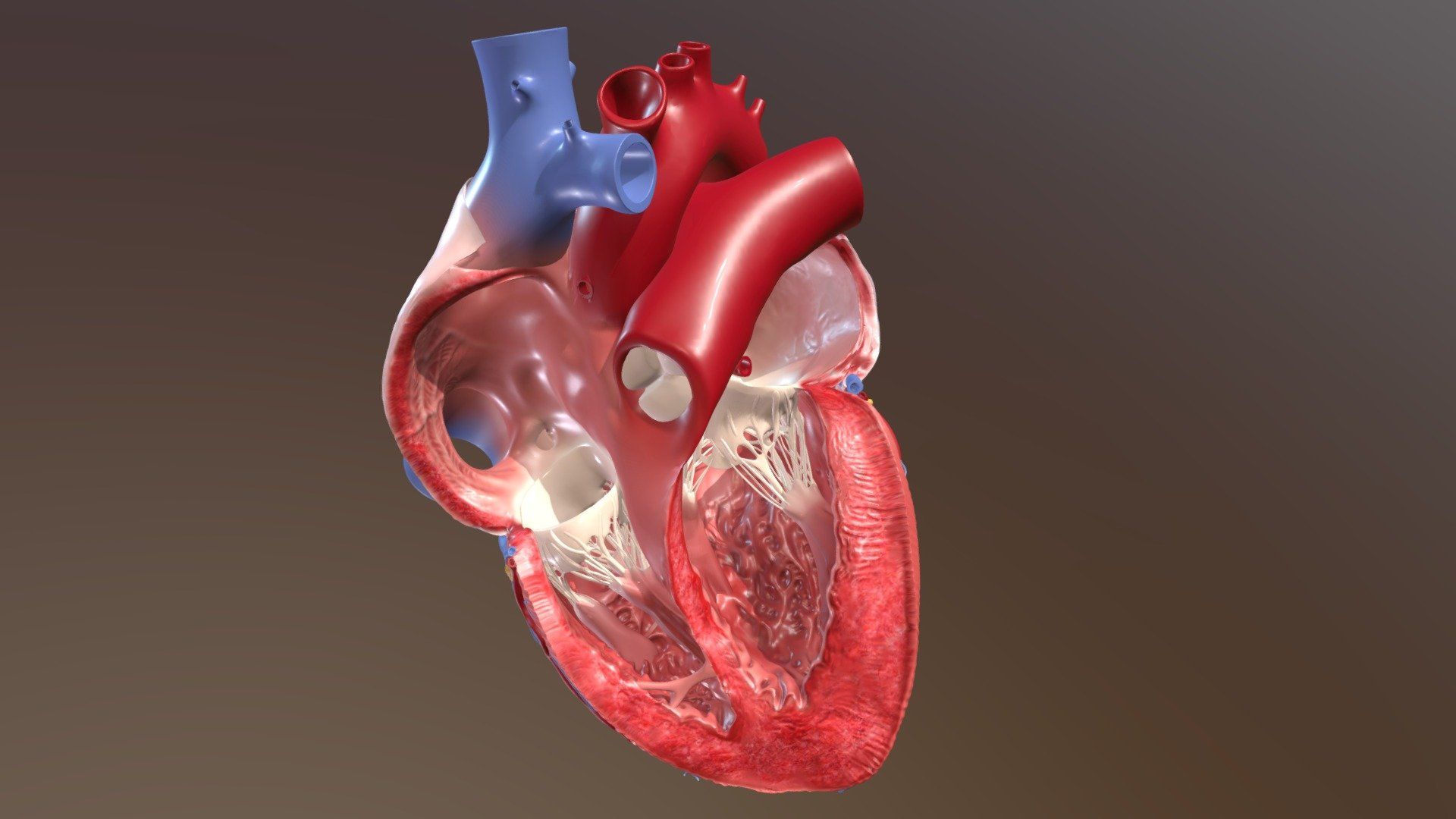 1920x1080 Human Heart (Interior View) model by Medulla [26adbbe]