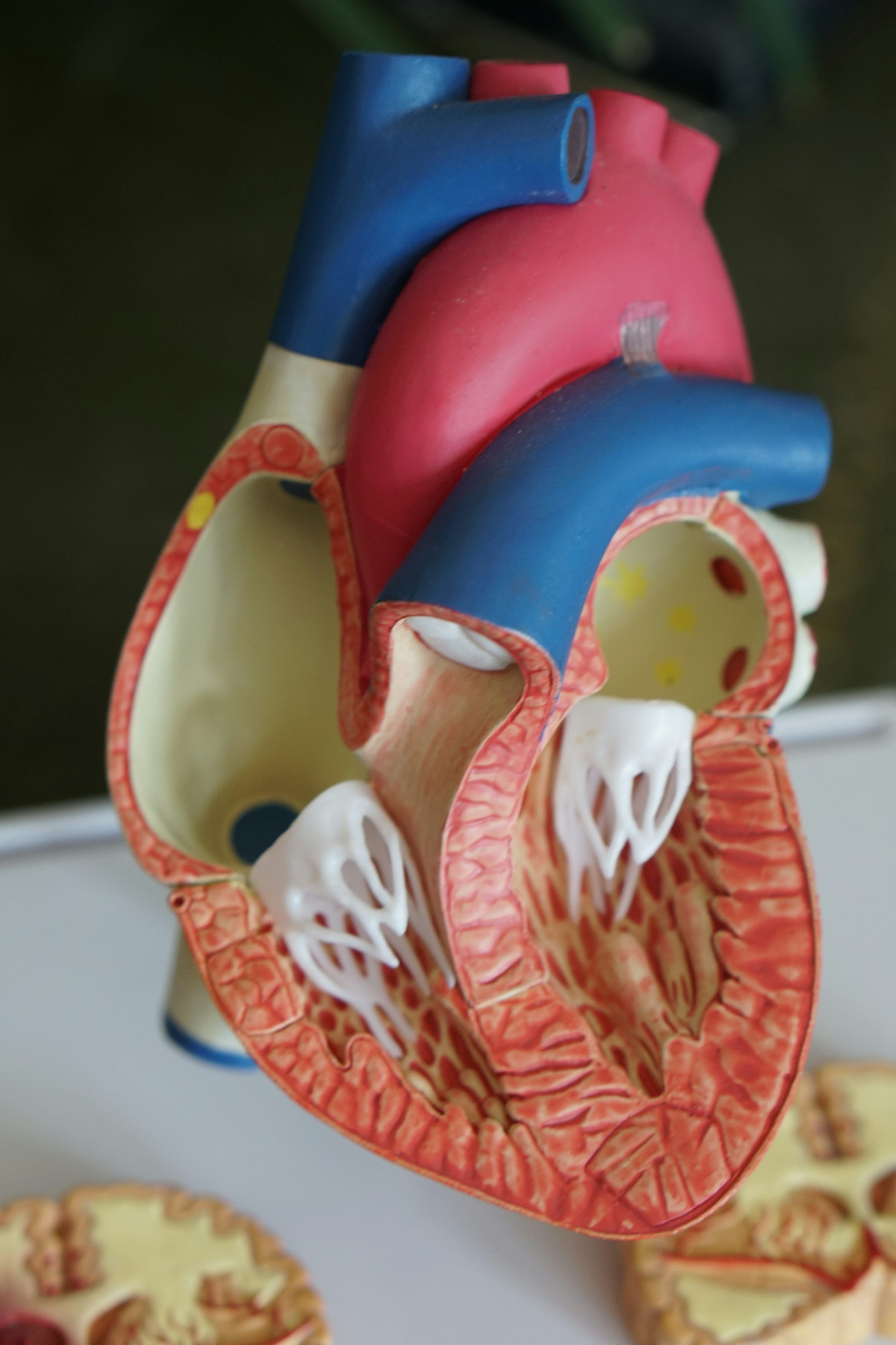 3000x4500 Human heart scale model photo