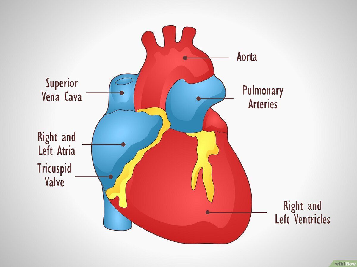 1200x900 Human Heart: An Easy Step By Step Guide