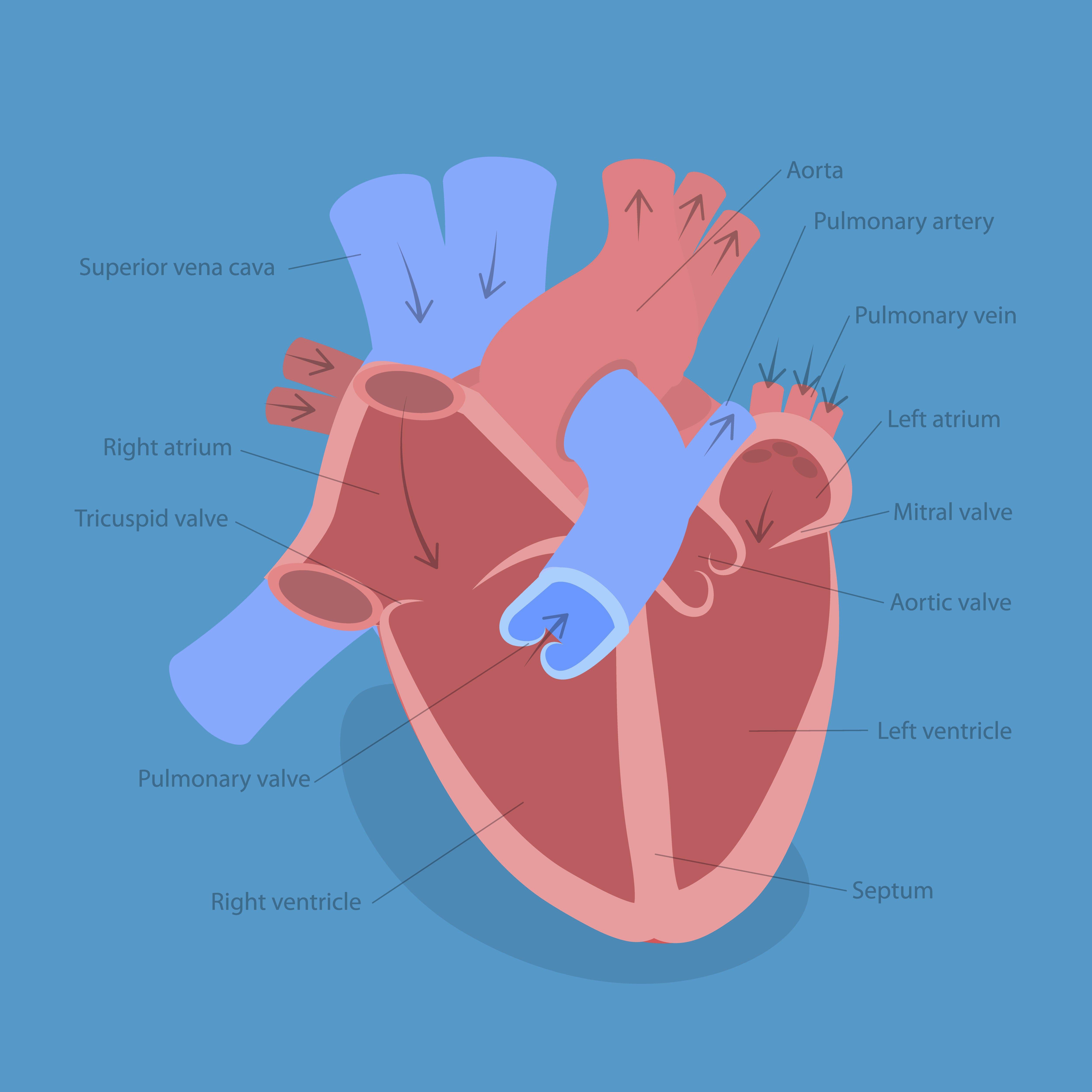 5000x5000 The Human Heart: Facts About The Body's Hardest Working Muscle