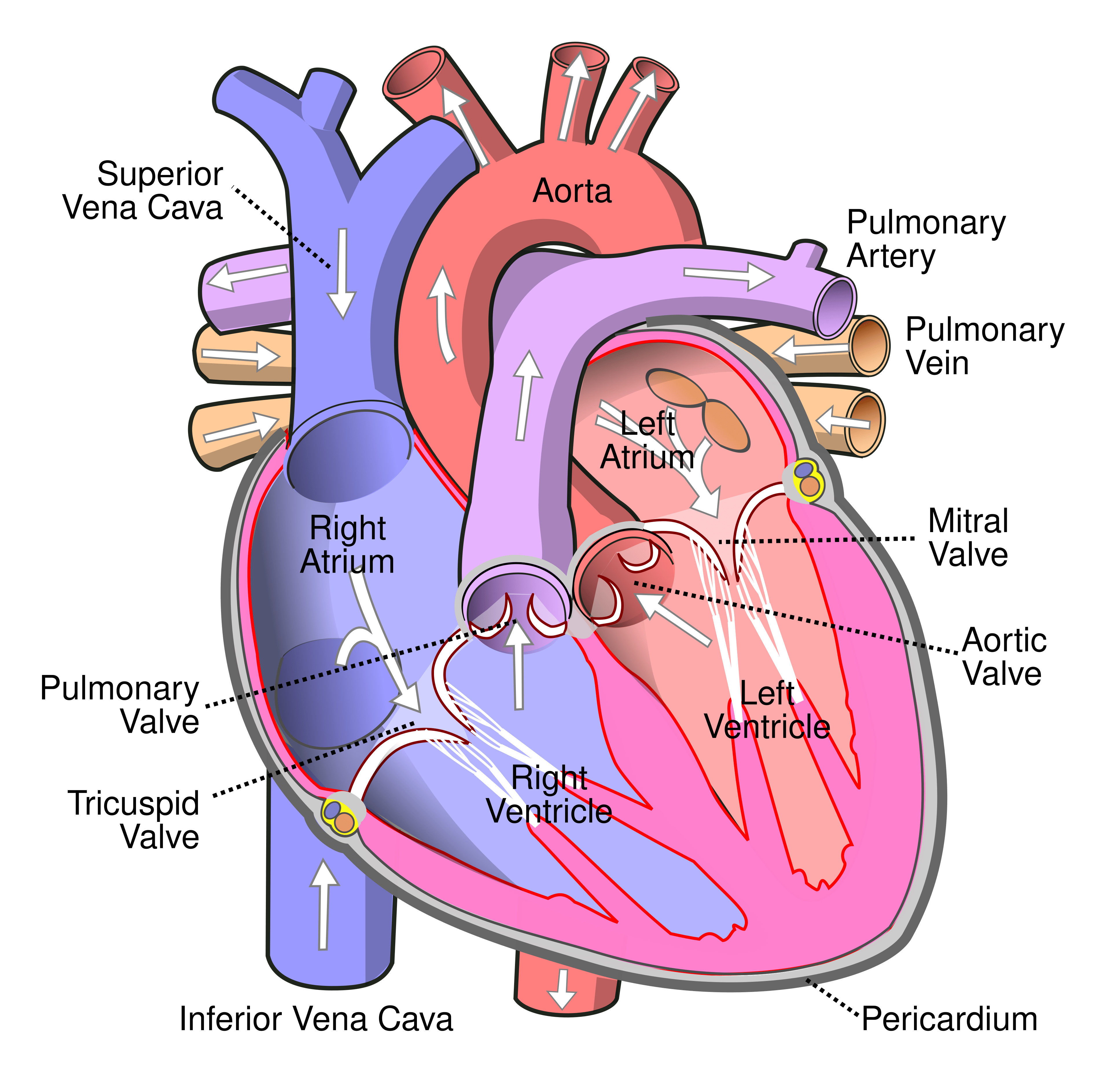 3840x3776 Diagram of the human heart (cropped).svg