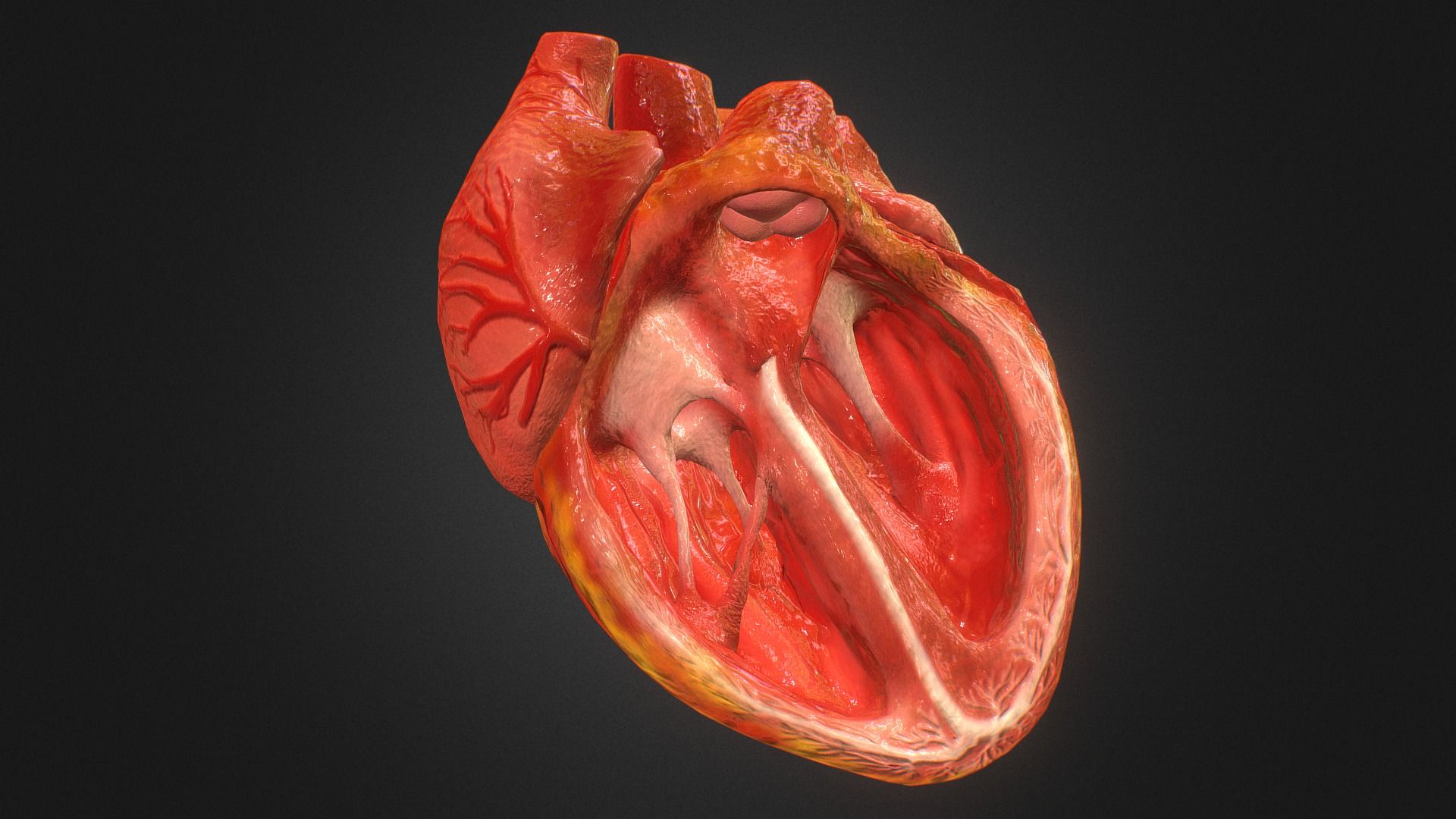1920x1080 3D Animated Realistic Human Heart.0 model by Anatomy by Doctor Jana [168b474]