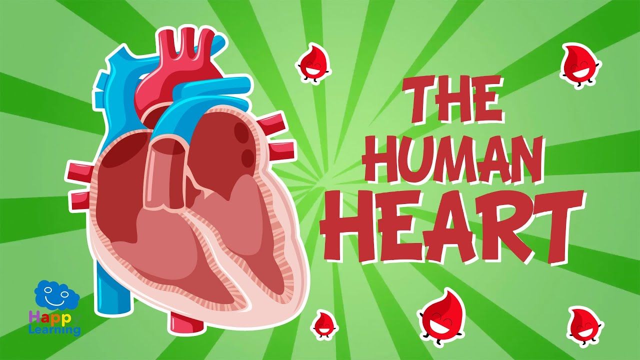 1280x720 The Human Body: The Heart. Educational Videos For Kids