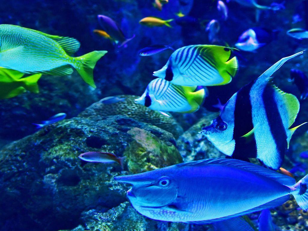 1024x768 Reef 4K wallpaper for your desktop or mobile screen free and easy to download