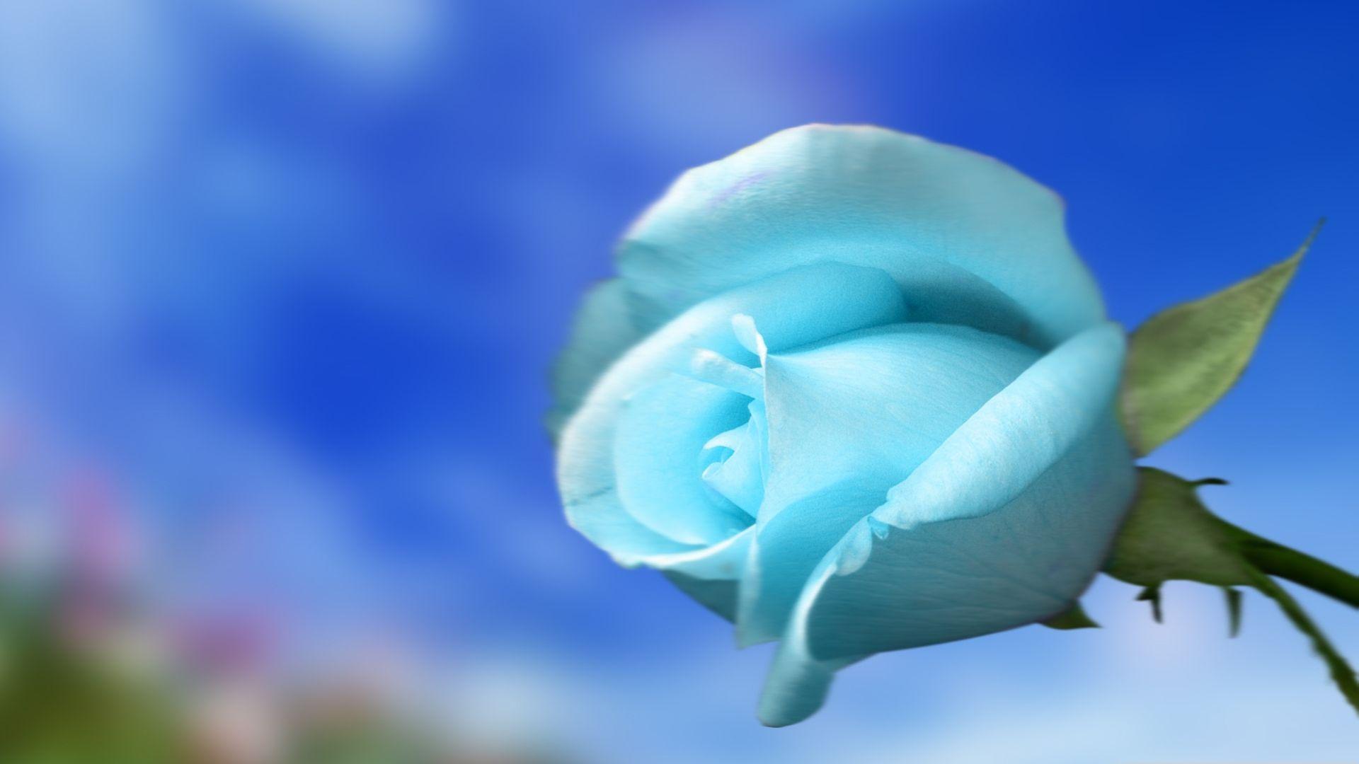 1920x1080 Free download Flower Blue Sky Screen Background Laptops Nature Computer Colorful [1920x1200] for your Desktop, Mobile & Tablet. Explore Flower Laptop Wallpaper. Free Flower Wallpaper, Beautiful Fall Flowers Laptop Wallpaper