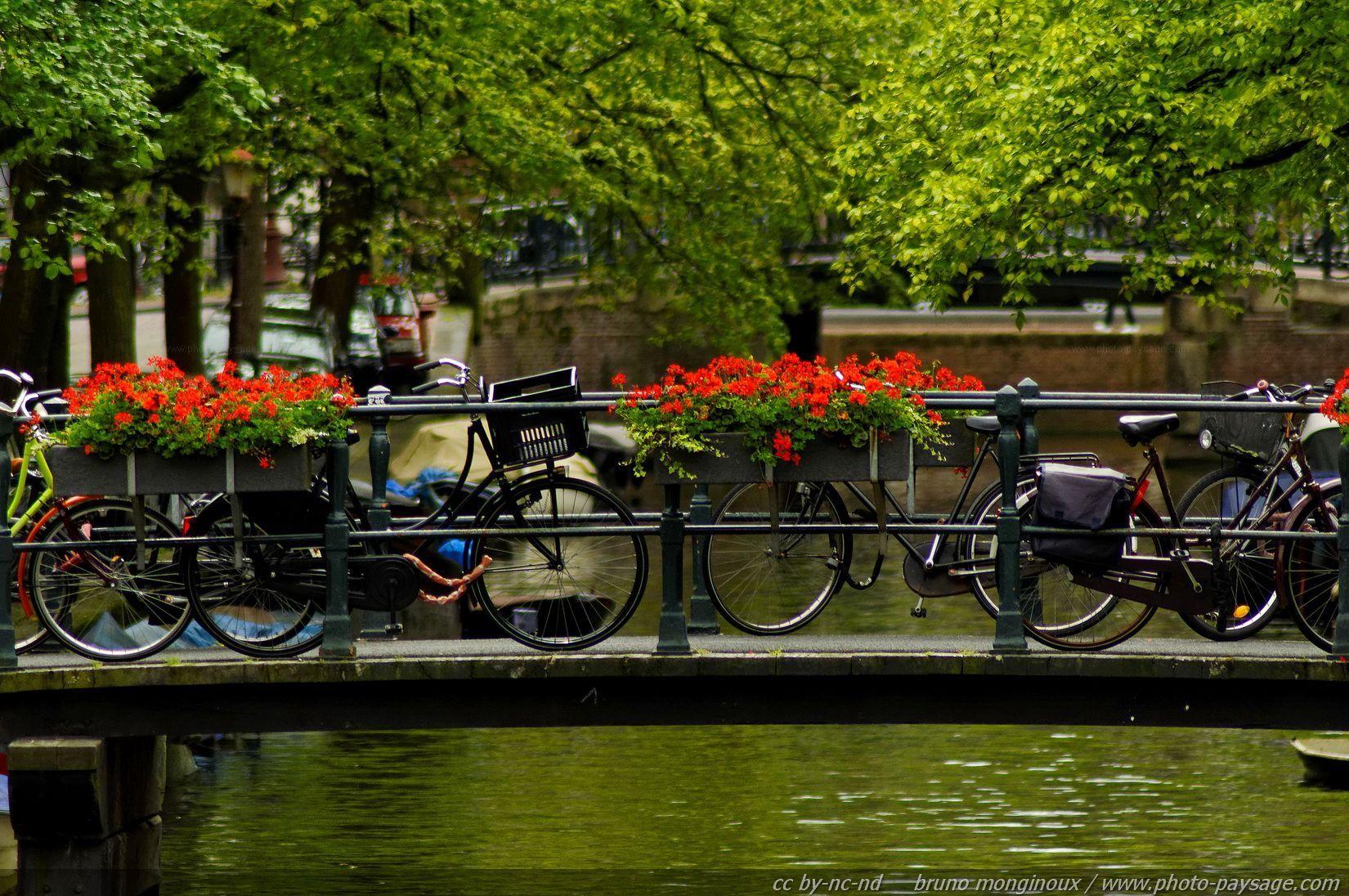 1650x1096 Free download Flowers Wallpaper HD Desktop Background [1650x1096] for your Desktop, Mobile & Tablet. Explore Desktop Wallpaper Bicycles and Flowers. Cycling Desktop Wallpaper, Biking Wallpaper for Desktop, Vintage Bicycle Wallpaper