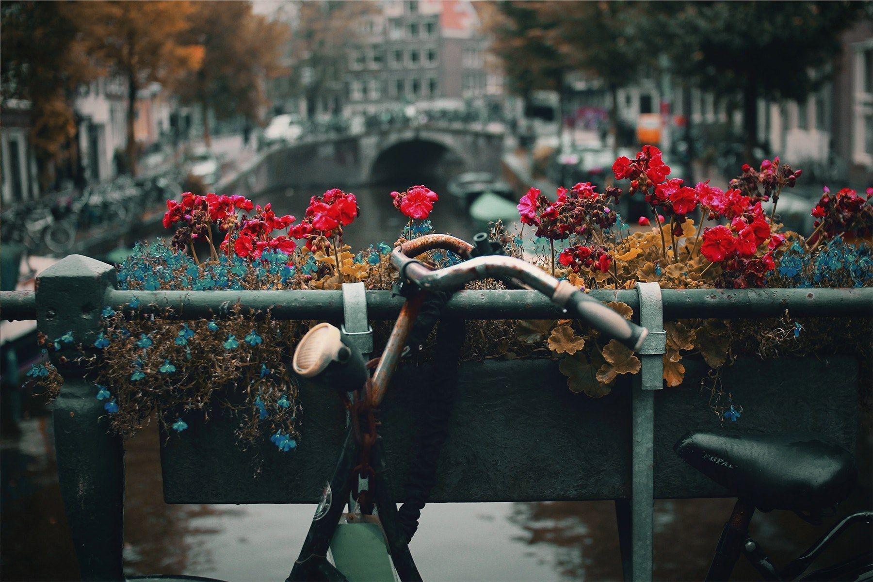 1800x1200 Wallpaper / flower bike amsterdam and bridge HD 4k wallpaper