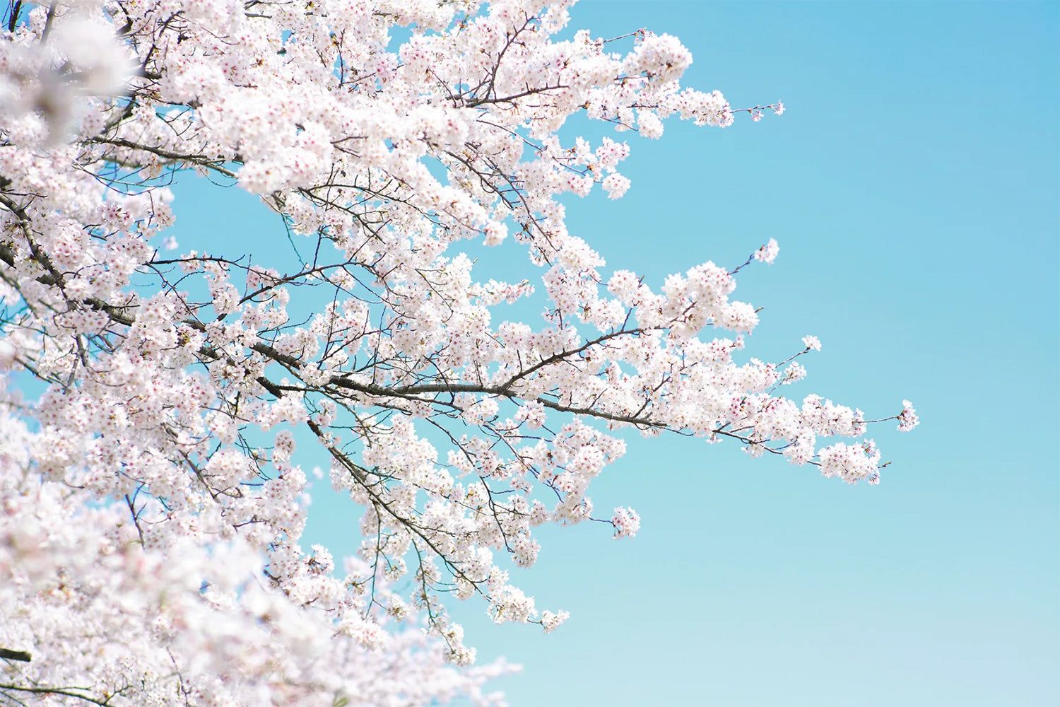 1500x1000 Japanese Cherry Tree, Mural Wallpaper