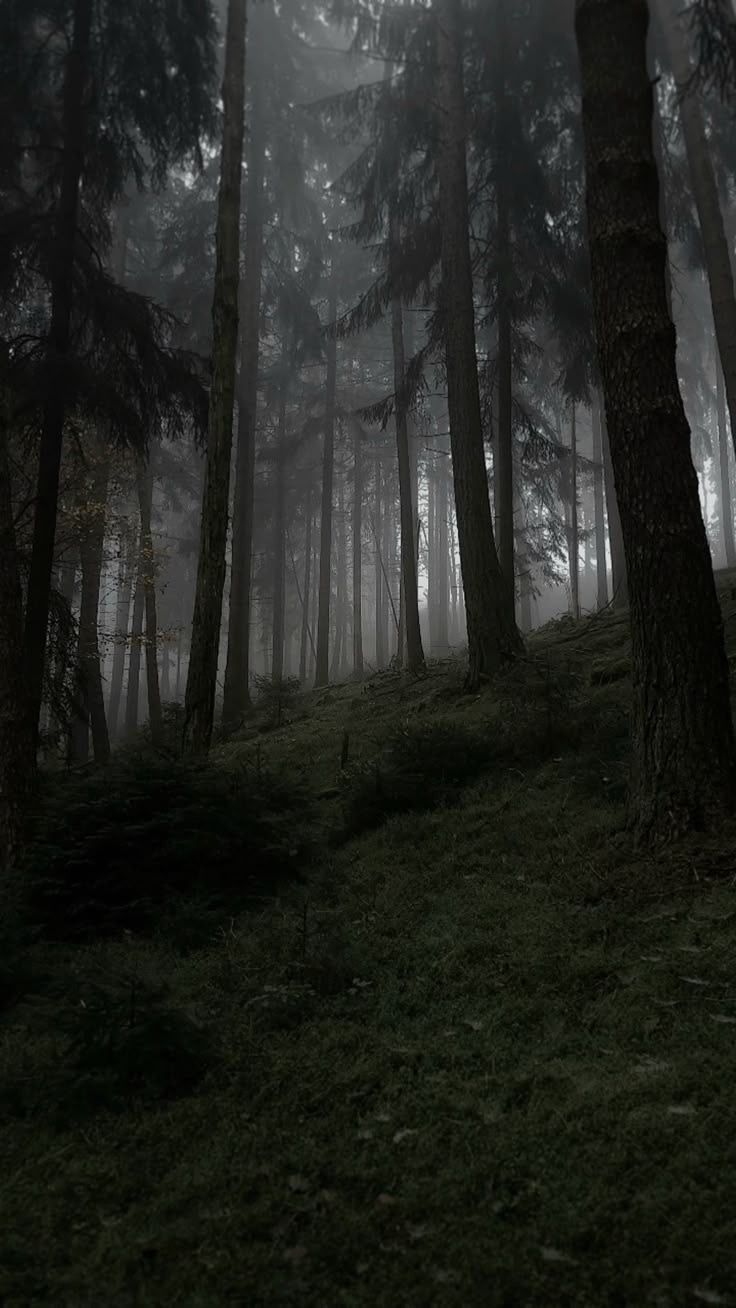 736x1308 Witch background wallpaper. Forest witch aesthetic, Creepy foggy forest, Fog and forest