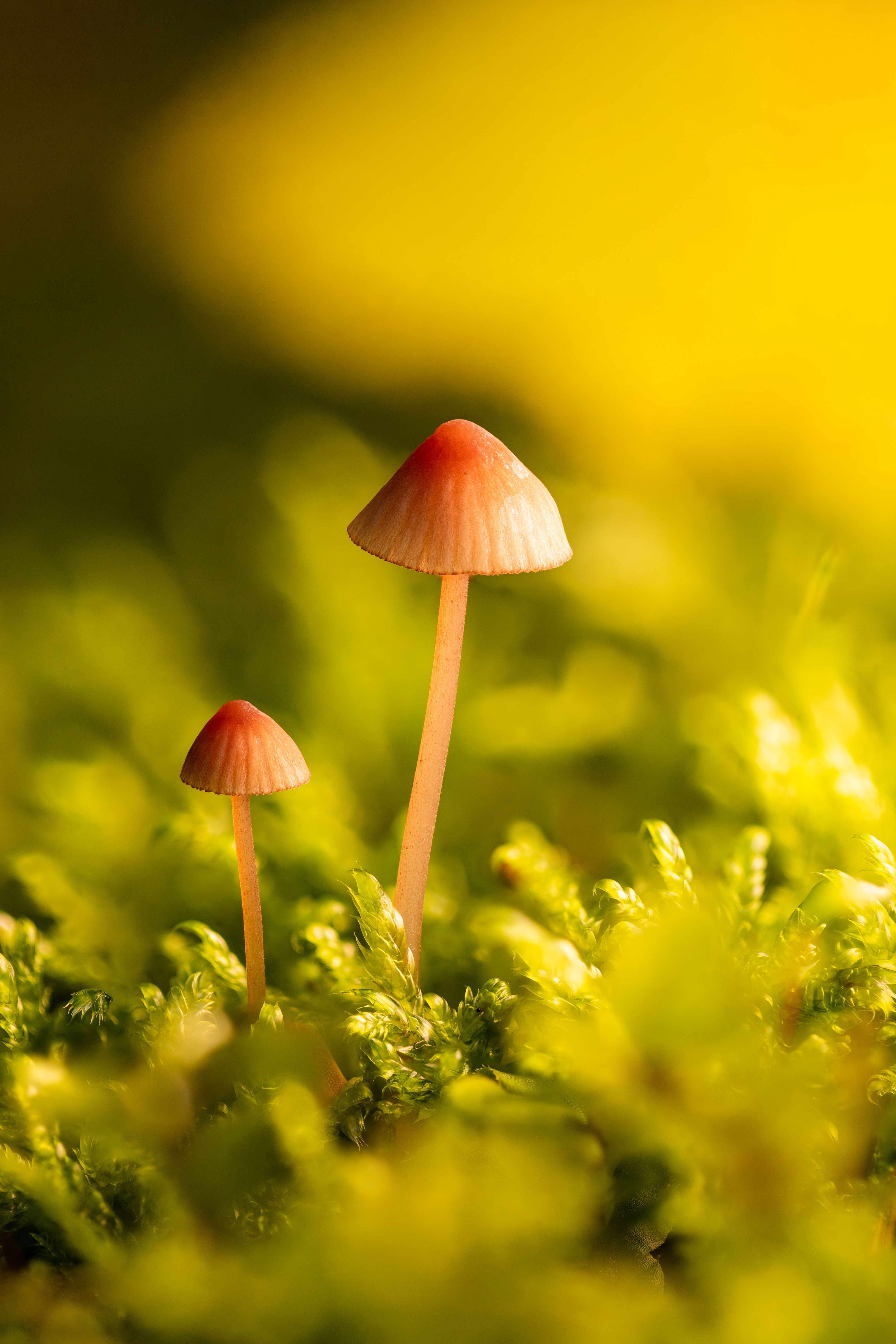 4000x6000 Little Mushrooms Photo, Download The BEST Free Little Mushrooms & HD Image