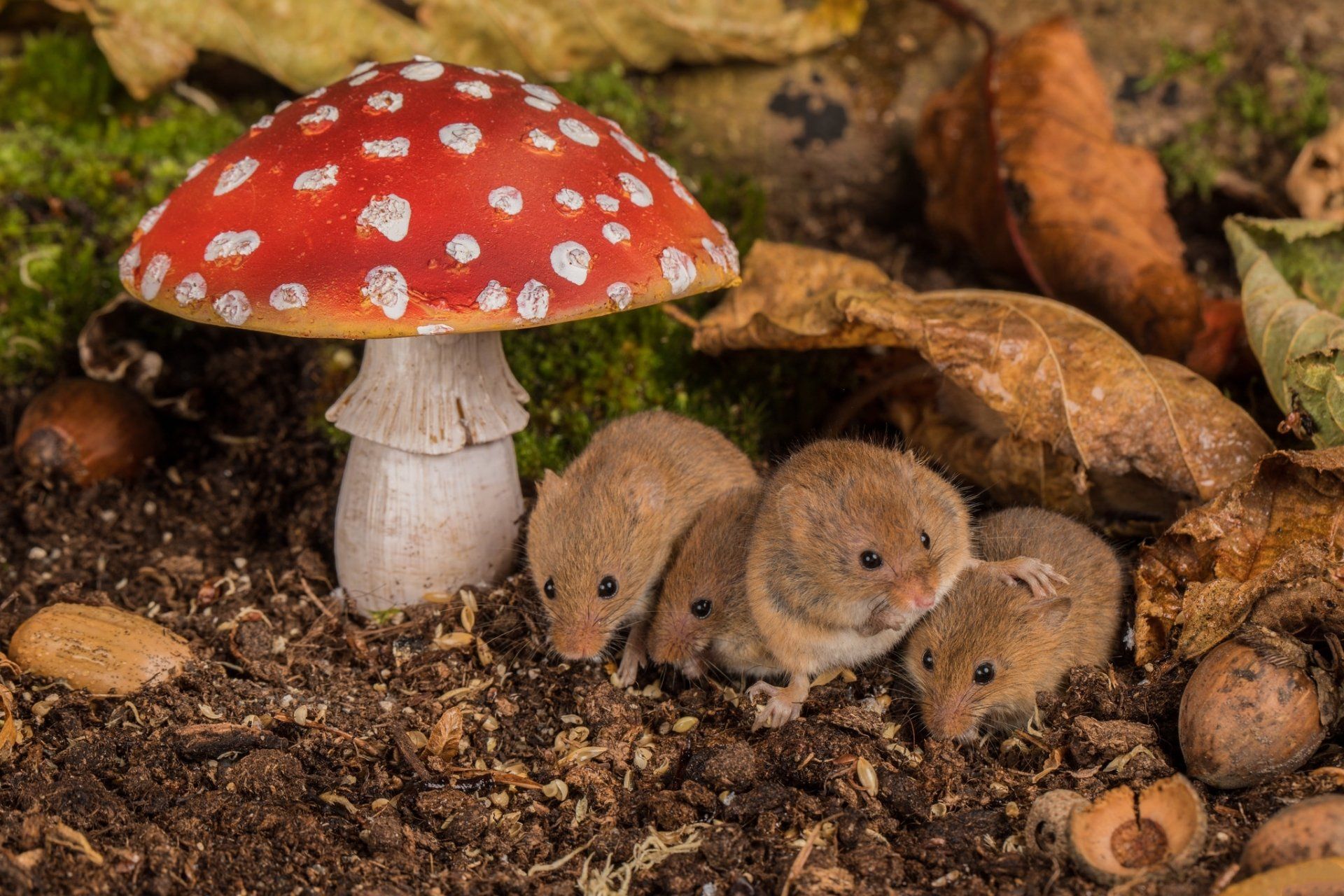 1920x1280 Mushroom Haven: Little Mice in a Forest Wonderland HD Wallpaperx1365