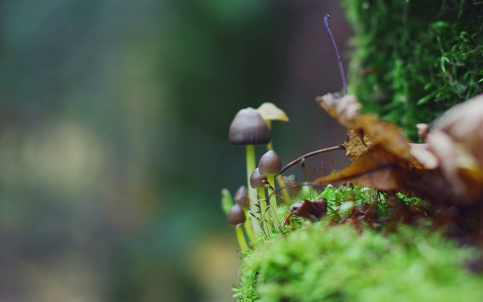 1920x1200 Wallpaper Little mushroom, green moss 2880x1800 Picture, Image