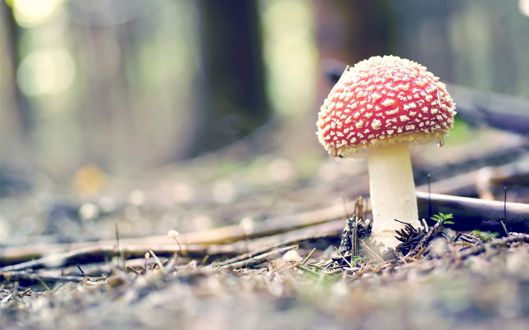 1680x1050 Download Nature Mushroom Wallpaperx1050