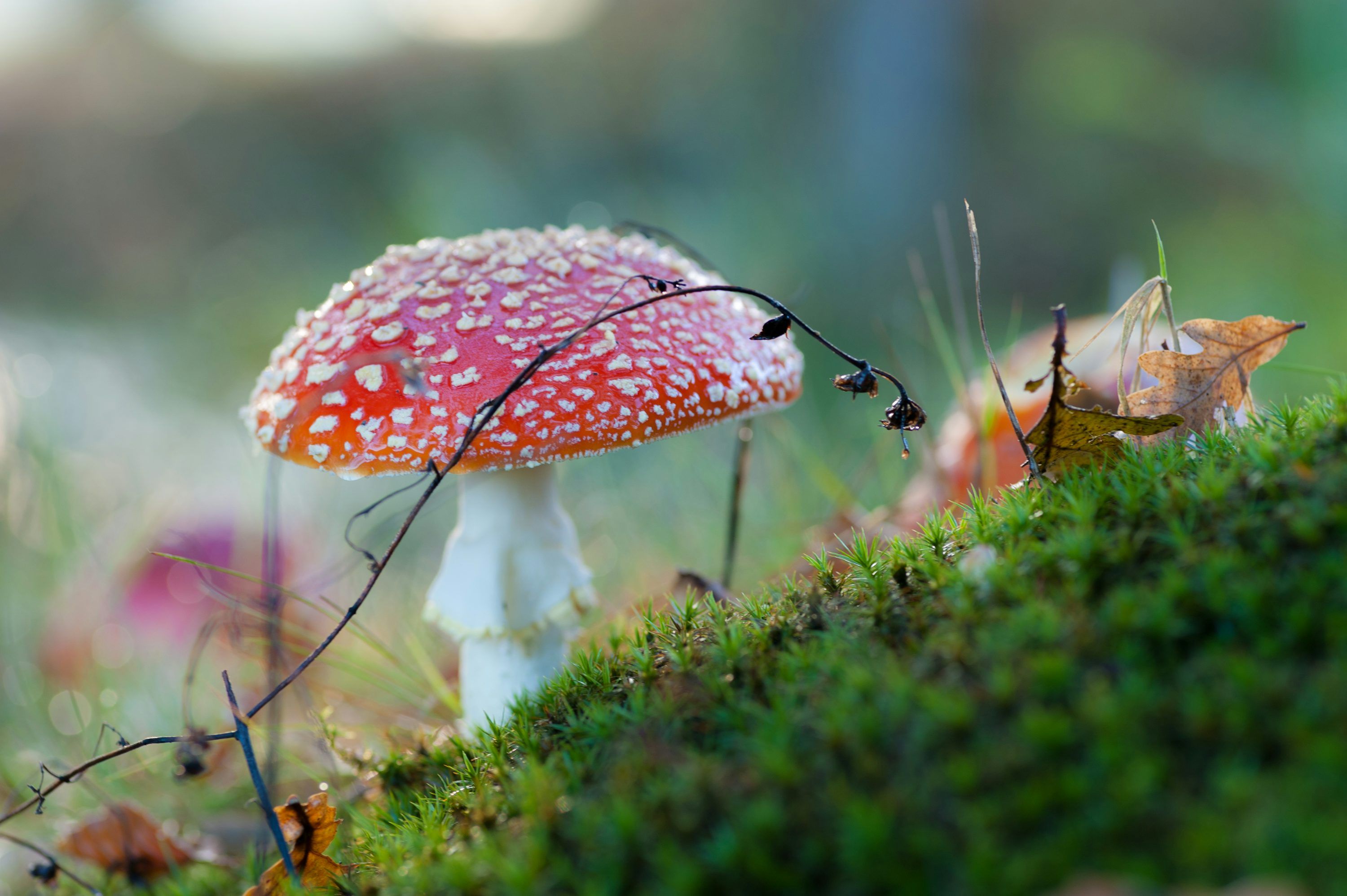 3000x1996 Red and white mushroom on green grass ground photo