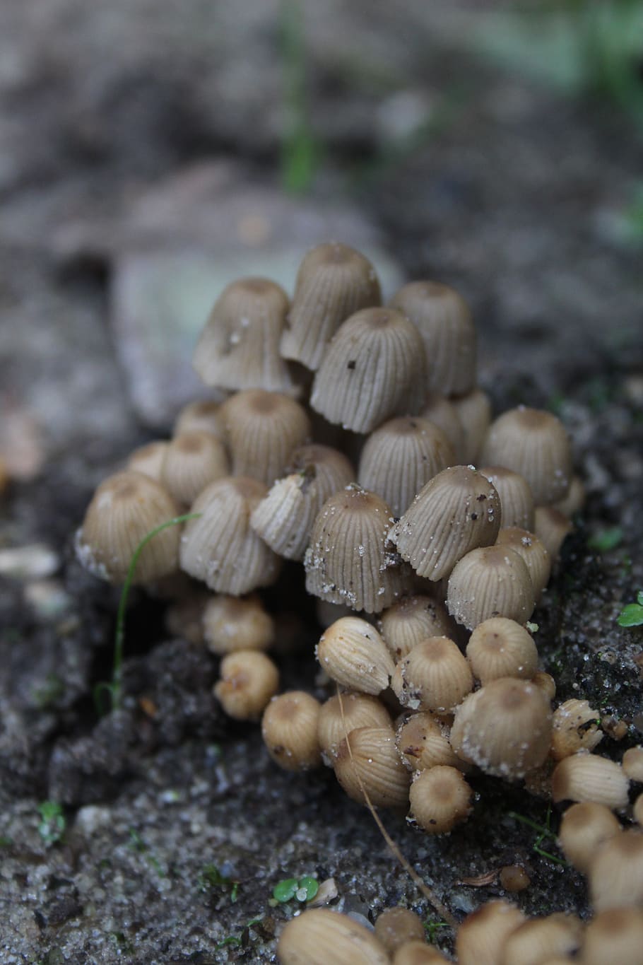 910x1365 HD wallpaper: mushroom, little, forest, nature, growth, season, autumn, outdoor