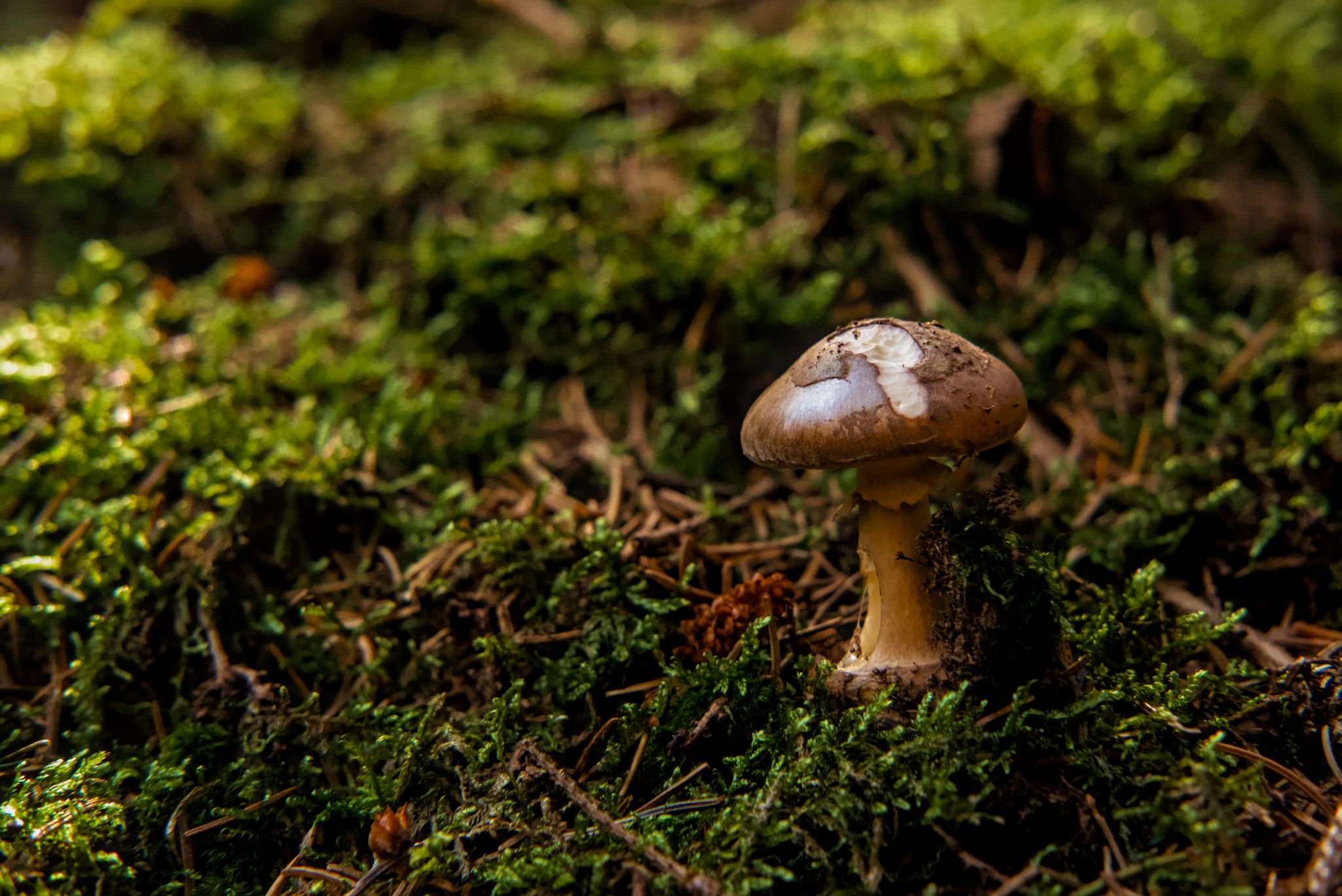 2048x1368 little Mushroom Raw.pixls.us