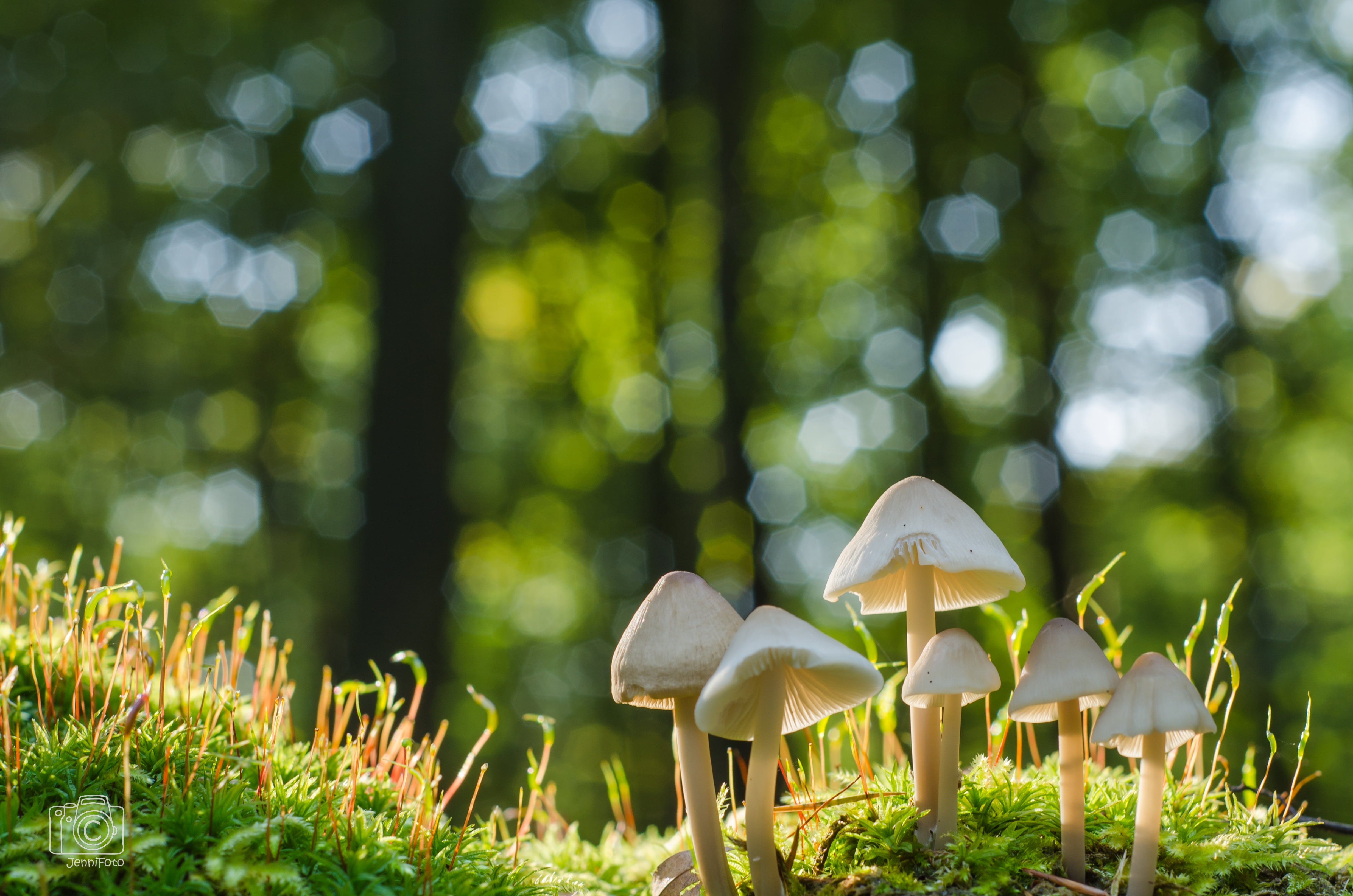 4928x3264 Selective focus of mushroom on field HD wallpaper