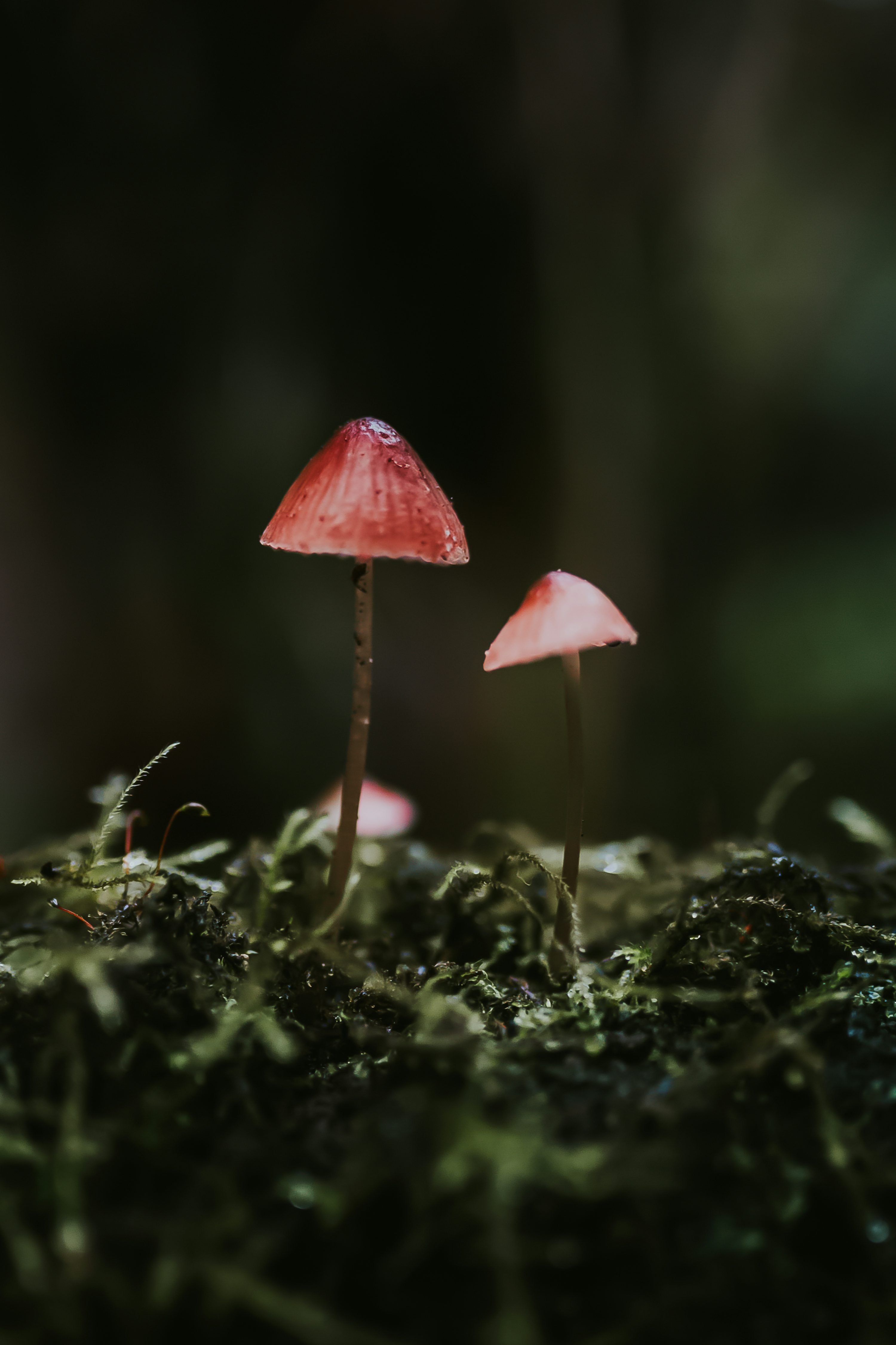 3000x4500 Red and white mushroom on ground photo