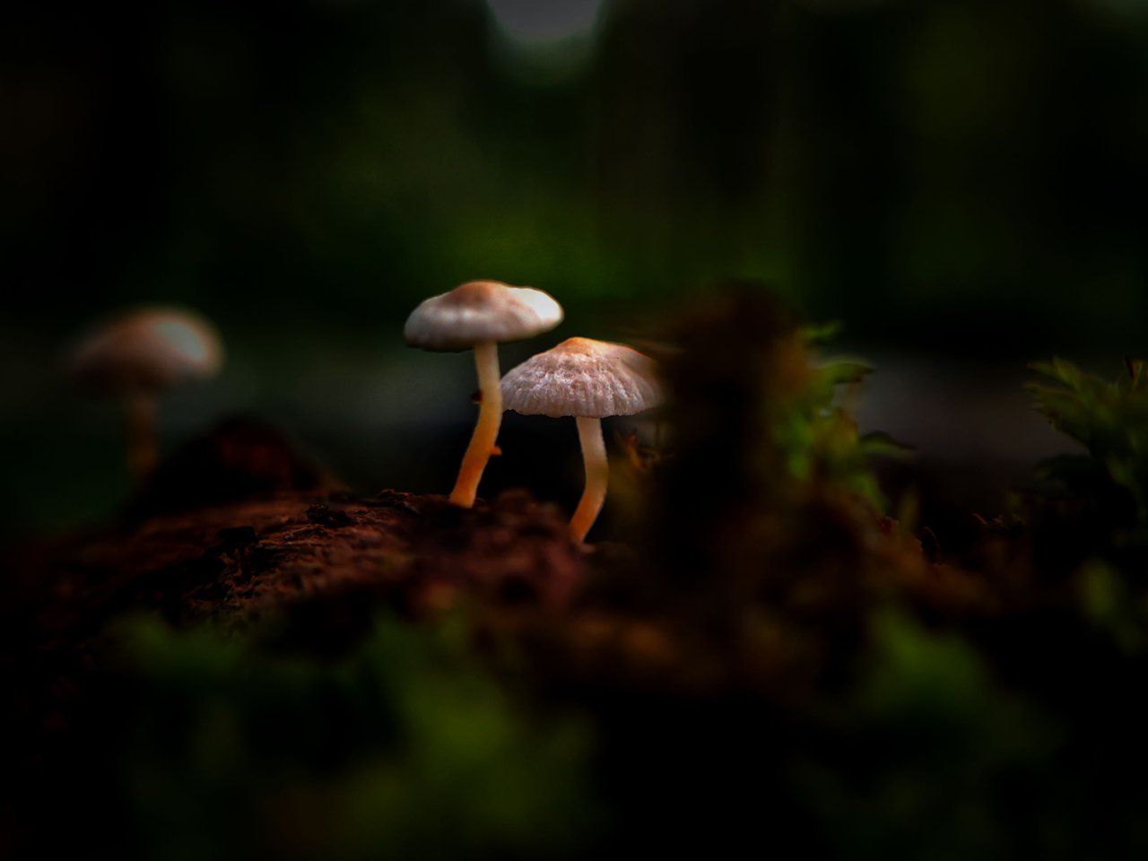 1280x960 Beautiful mycena mushroom