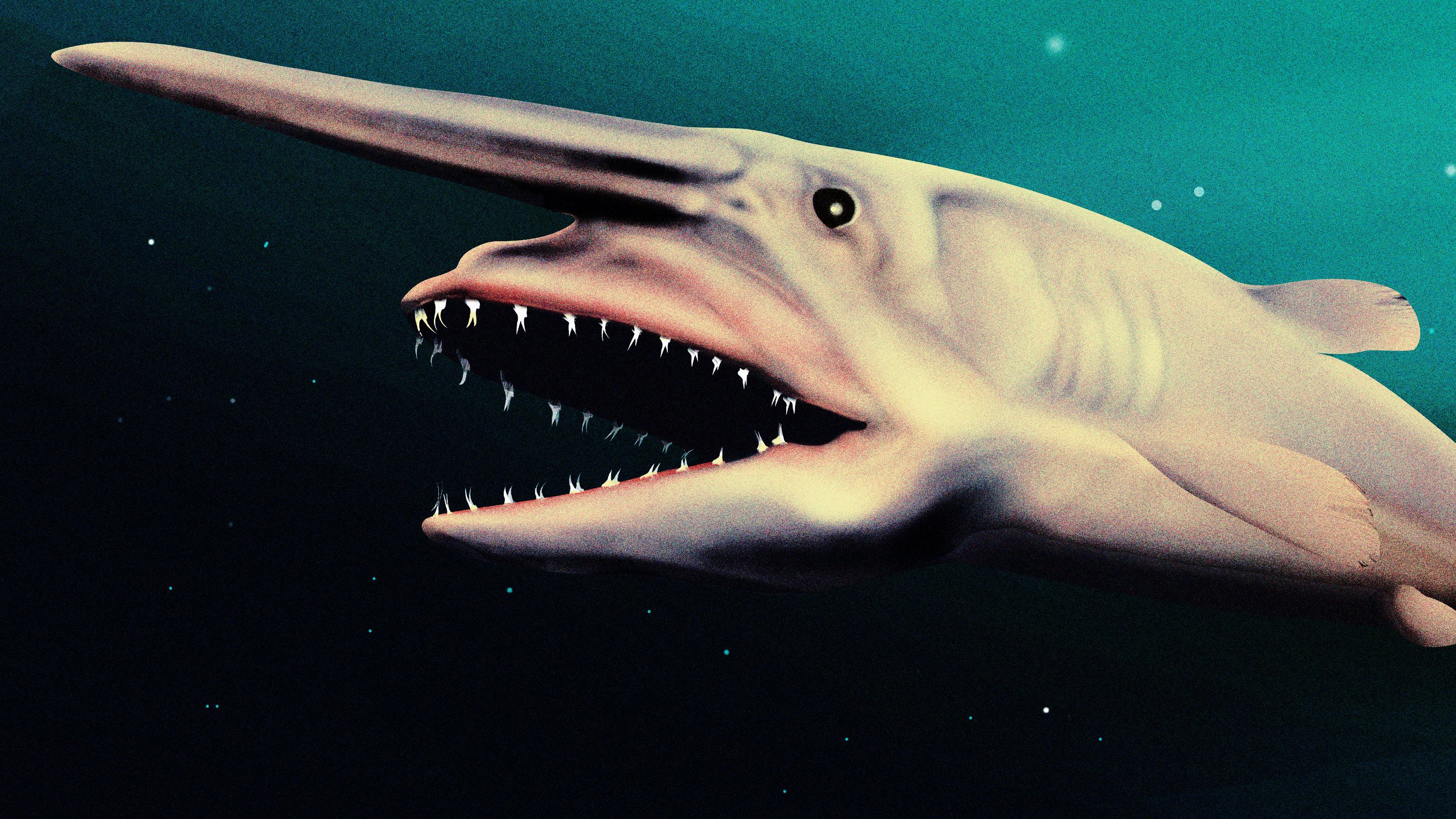 3000x1688 Ultra Rare Goblin Shark Discovery Is Really A Toy, Argue Scientists