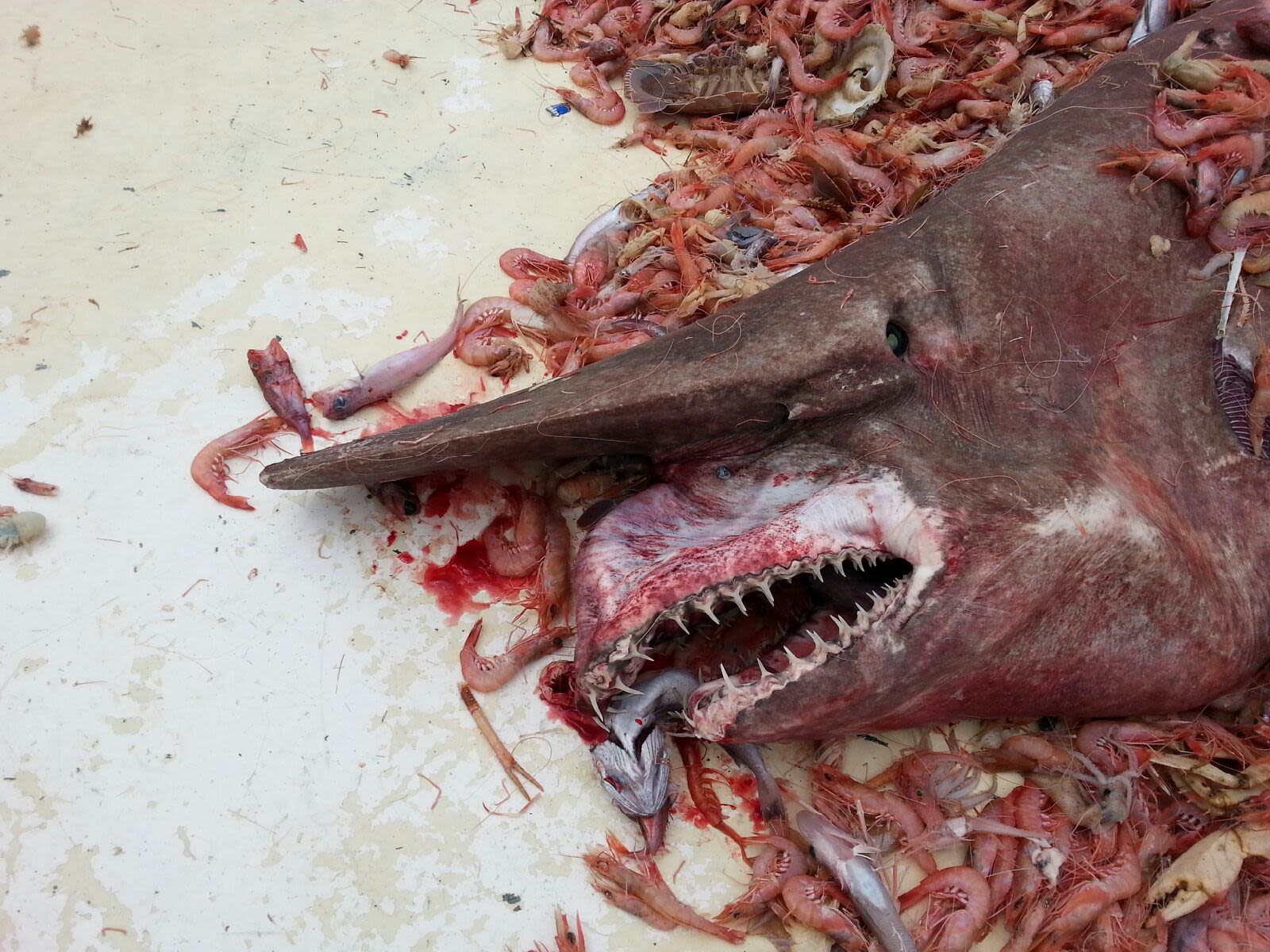 1600x1200 Shrimper who caught rare goblin shark: 'Man, he's ugly!'