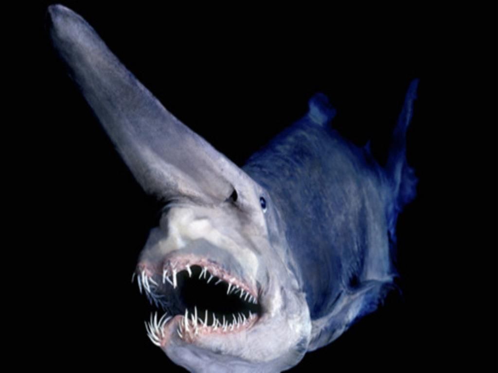 1024x768 Goblin Shark. The Goblin Shark is an extremely rare species